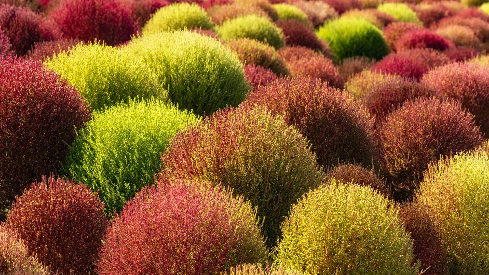 Field of kochia plants, China (© lingqi xie/Getty Images)