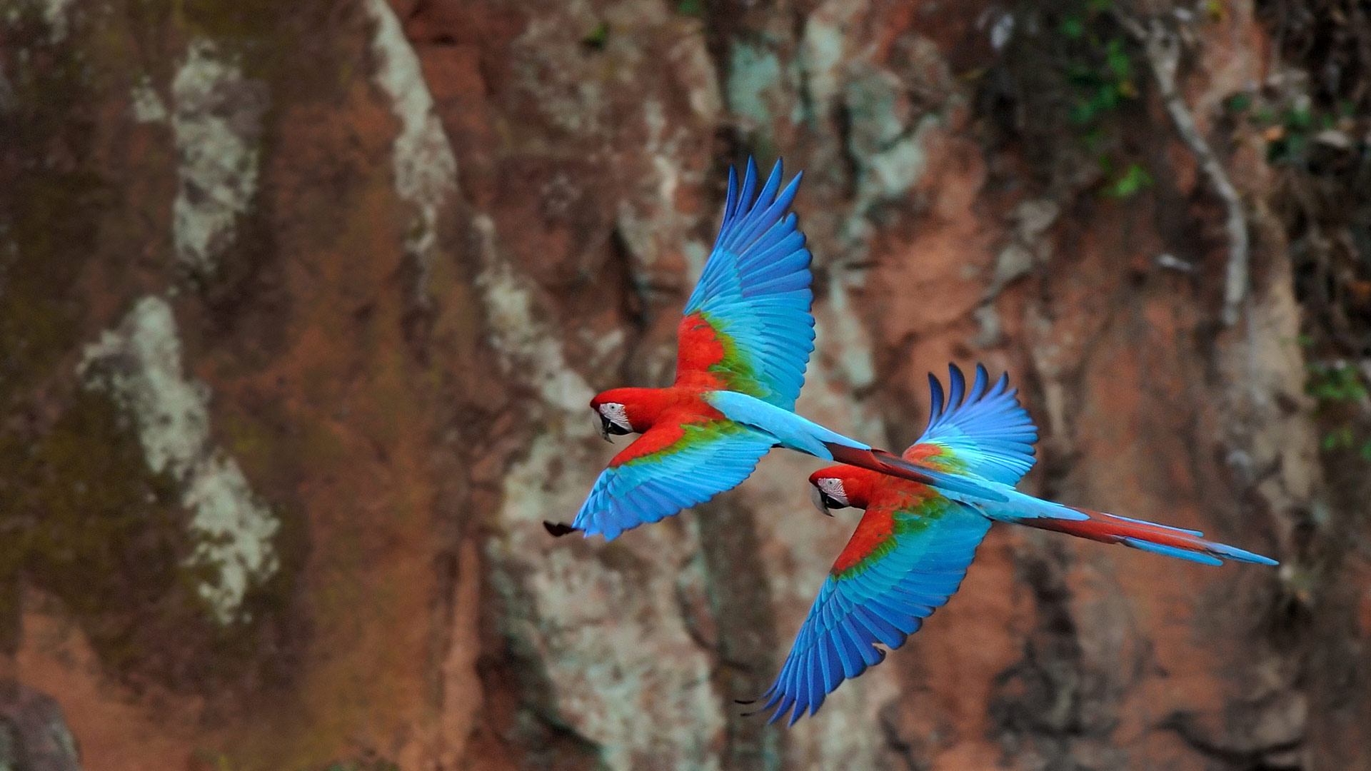 Red-and-green macaws (© markes51/Getty Images)