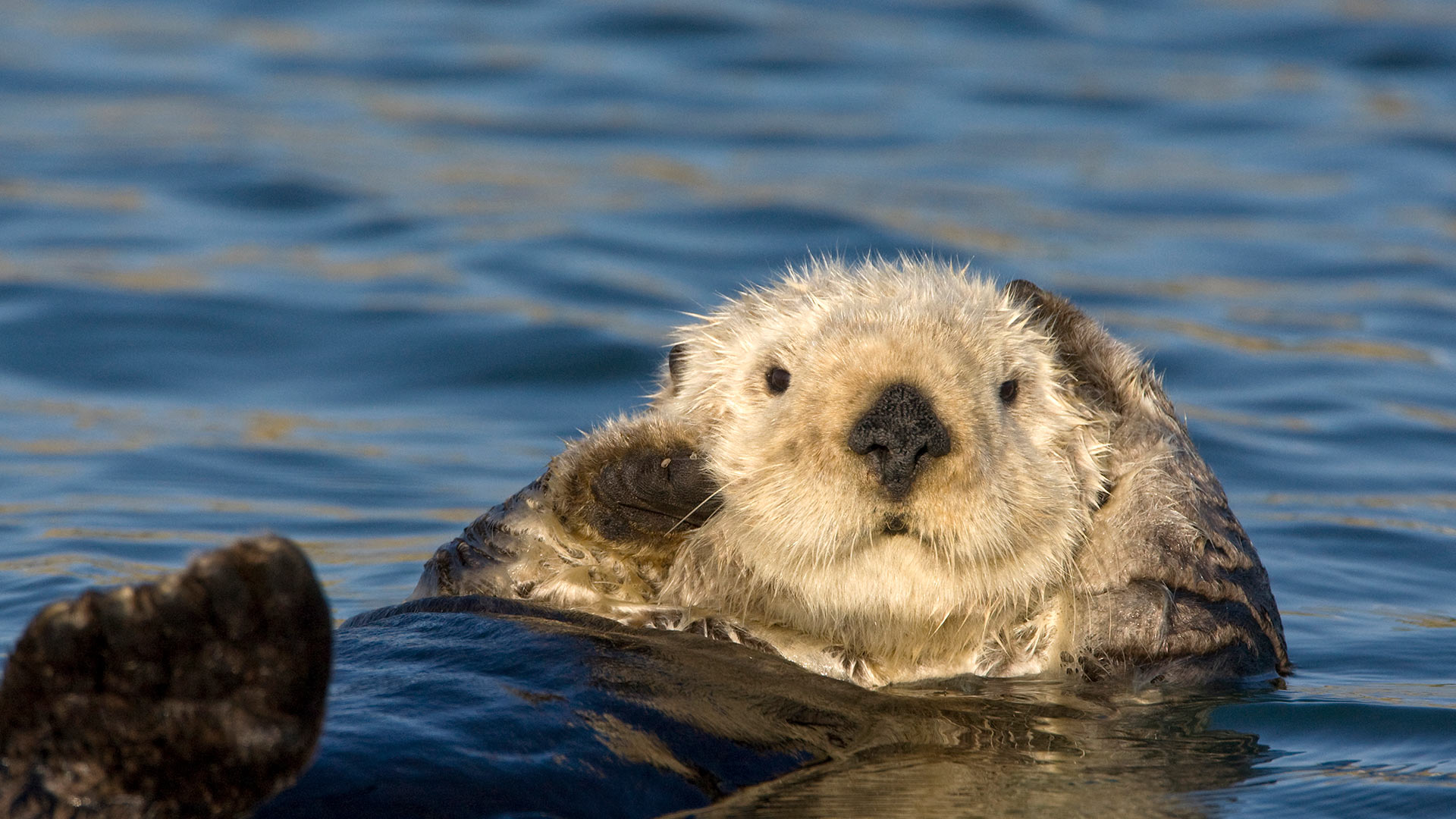 Sea otter grooming fur, Monterey Bay, California, United States (© Suzi Eszterhas/Minden Pictures)