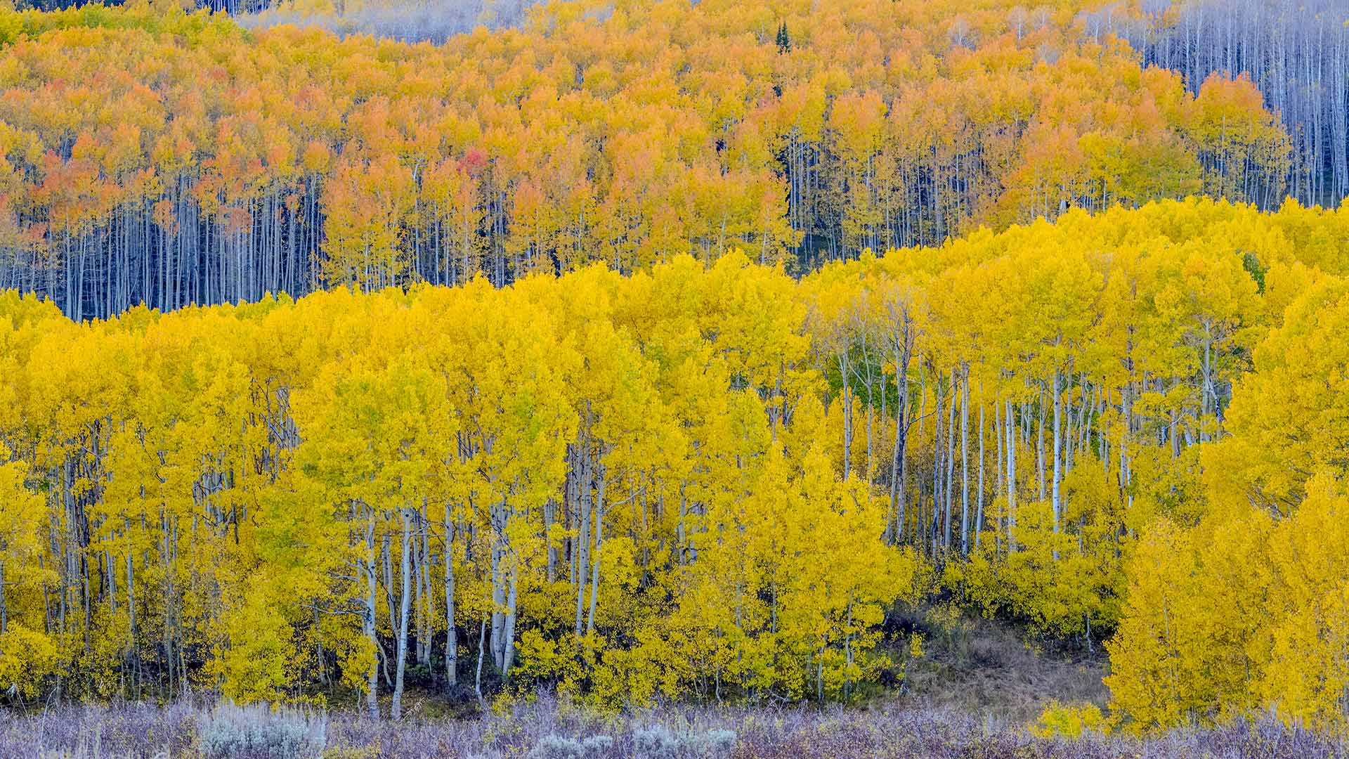 Fall aspen trees near Guardsman Pass, Utah, United States (© Danita Delimont/Shutterstock)