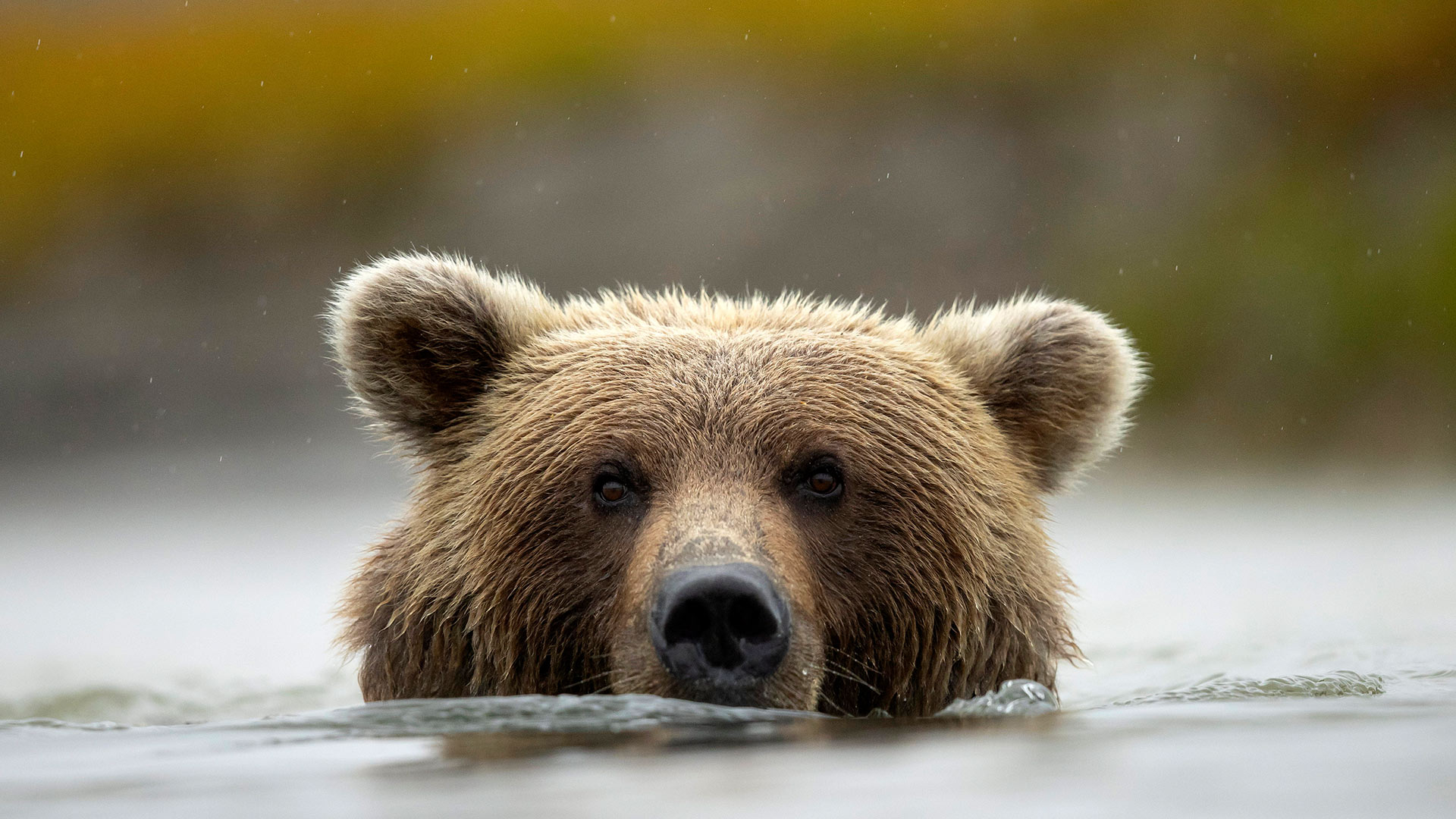 Brown bear in Silver Salmon Creek, Lake Clark National Park and Preserve, Alaska, United States (© Danny Green/Nature Picture Library)