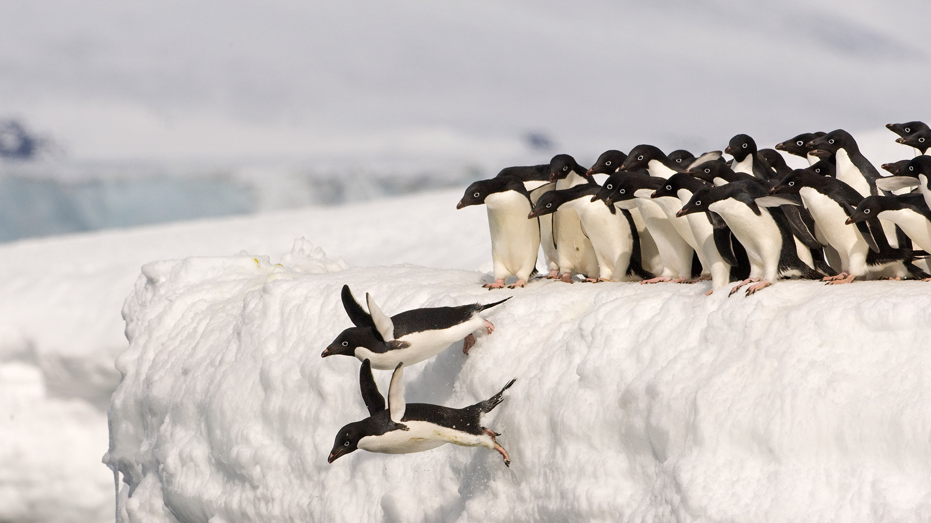 Adélie penguins, Antarctica (© Otto Plantema/Minden Pictures)