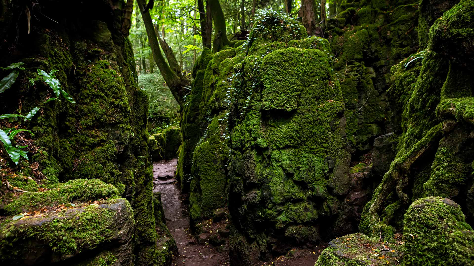 Moss-covered rocks in Puzzlewood, Forest of Dean, Gloucestershire, England (© Fulcanelli_AOS/Getty Images)