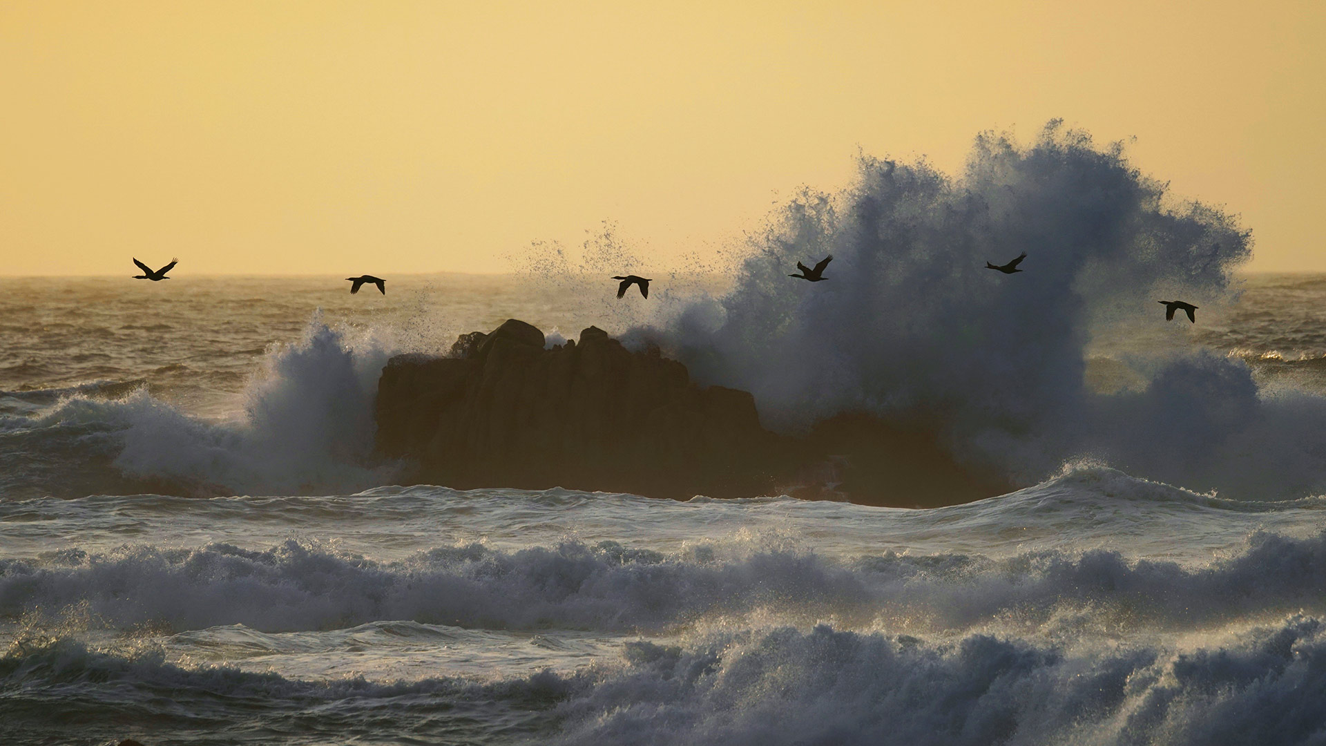 Double-crested cormorants over Monterey Bay, California, United States (© Hiroya Minakuchi/Minden Pictures)
