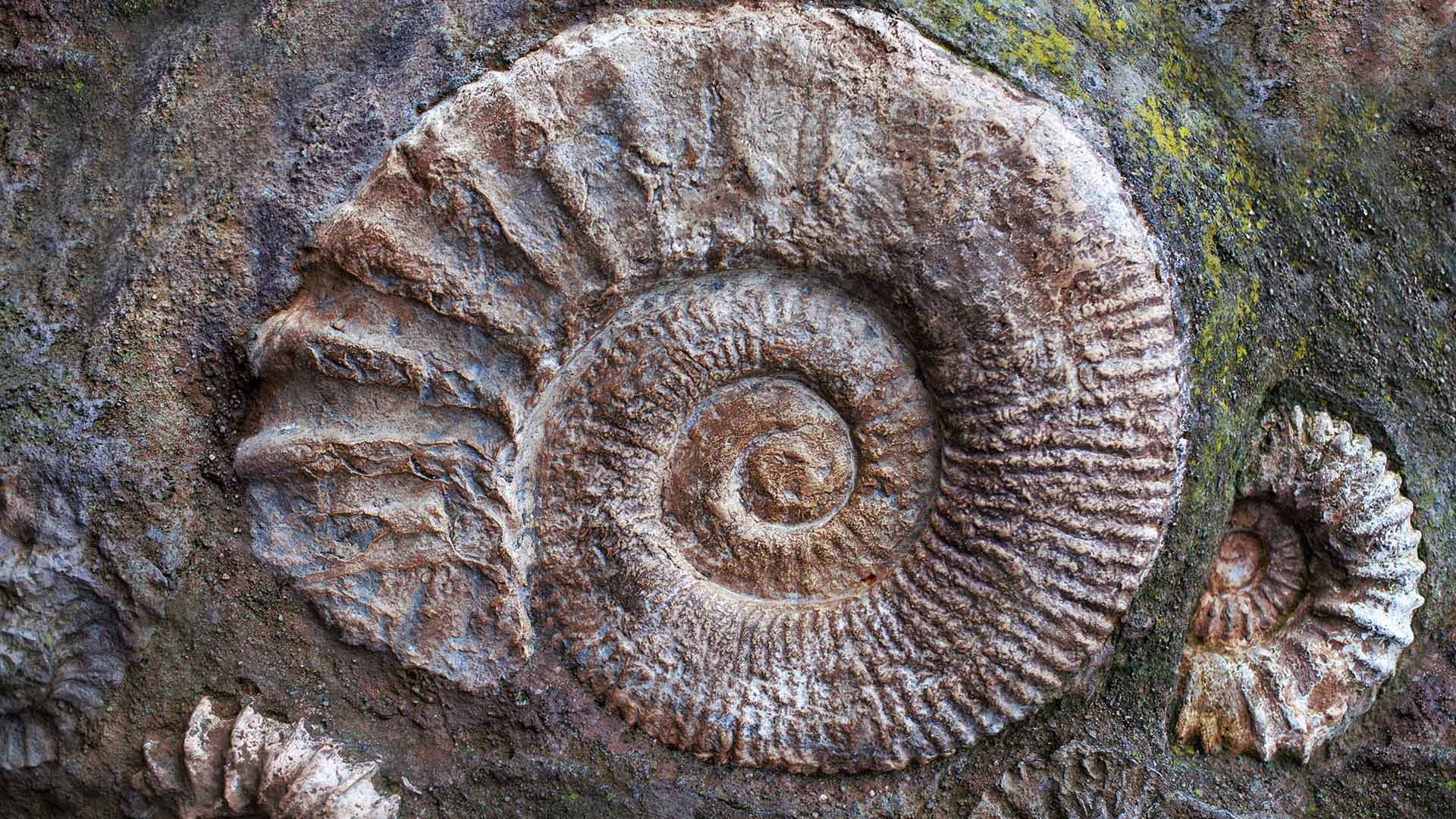 Ammonite fossils from the Jurassic Period (© J Nemchinova/Getty Images)
