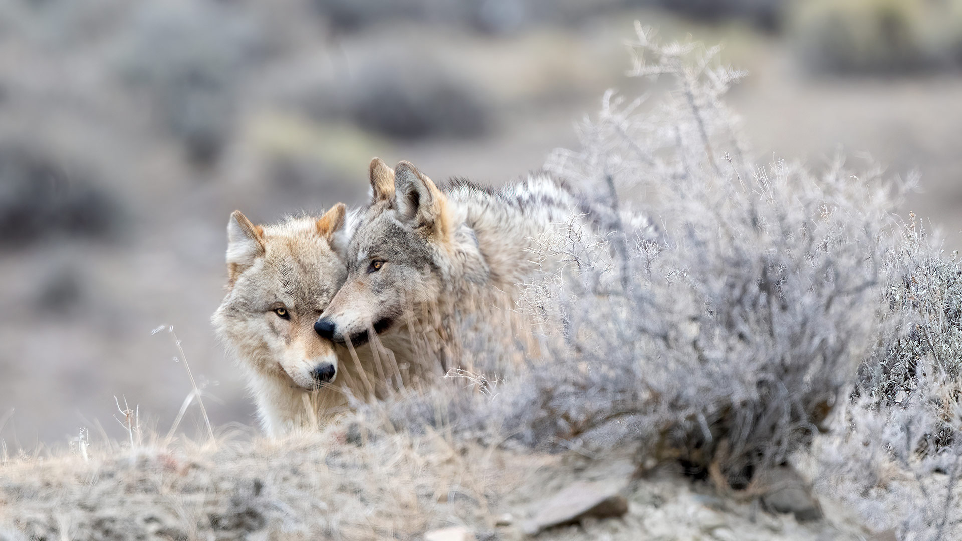 Two gray wolves, Yellowstone National Park, Wyoming (© John Morrison/Getty Images)