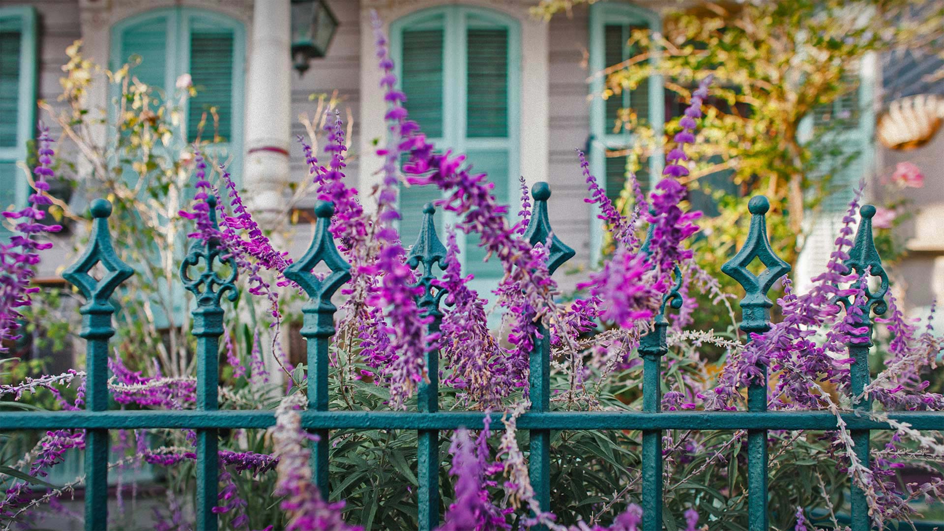 Bing Wallpaper (IN) 20210215 - Monday, 15th February, 2021