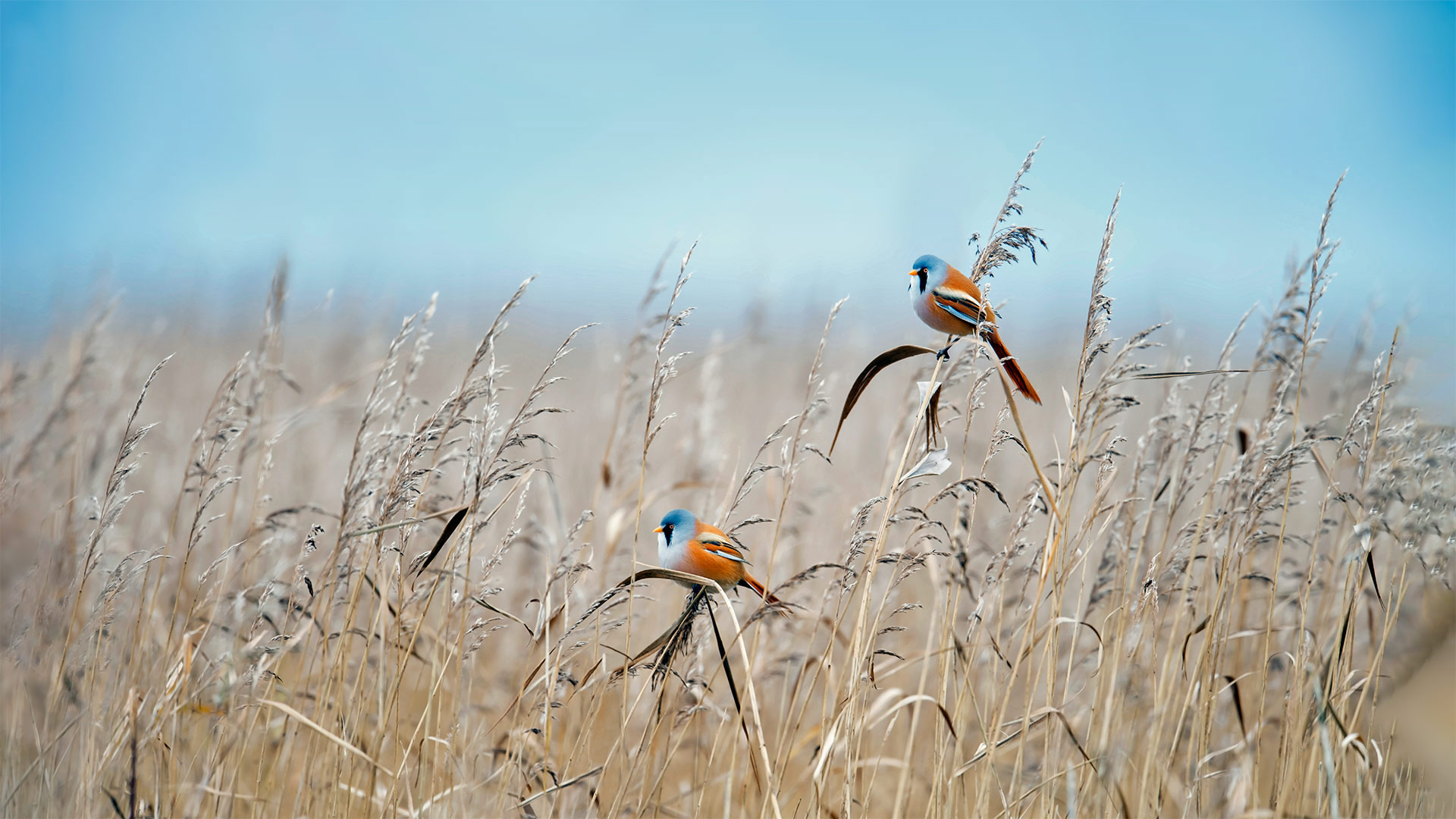 Bing Wallpaper IN 20220827 Saturday 27th August 2022 Free 