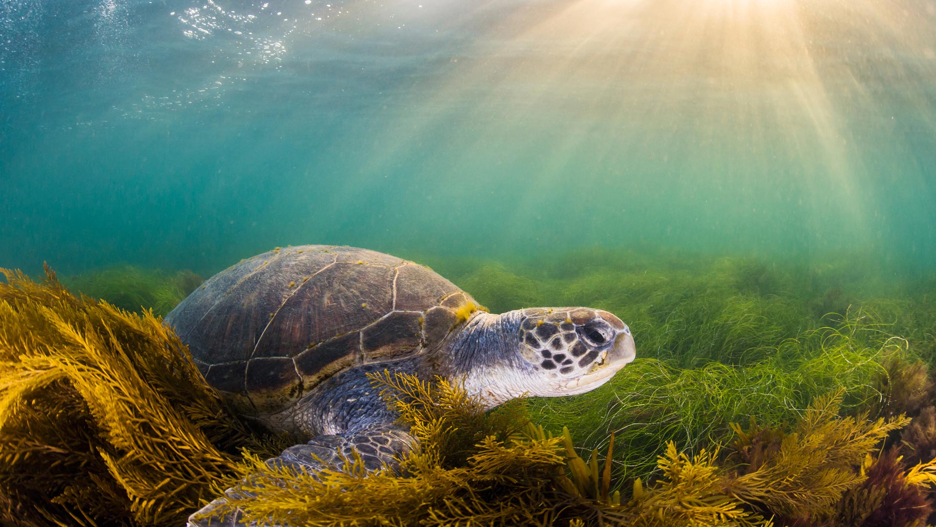 Bing Wallpaper (IN) 20240421 - Sunday, 21st April, 2024