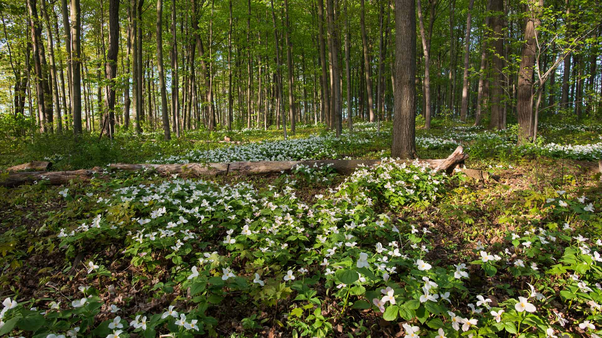 Bing Wallpaper (IN) 20240423 - Tuesday, 23rd April, 2024