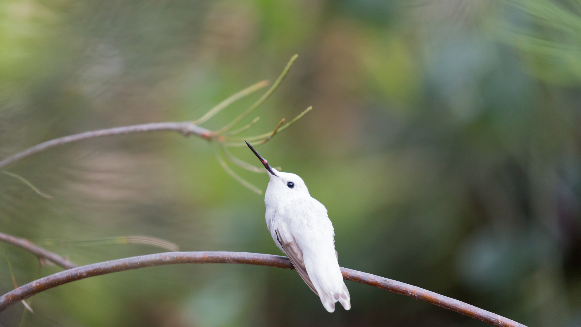 Bing Wallpaper (IN) 20240426 - Friday, 26th April, 2024