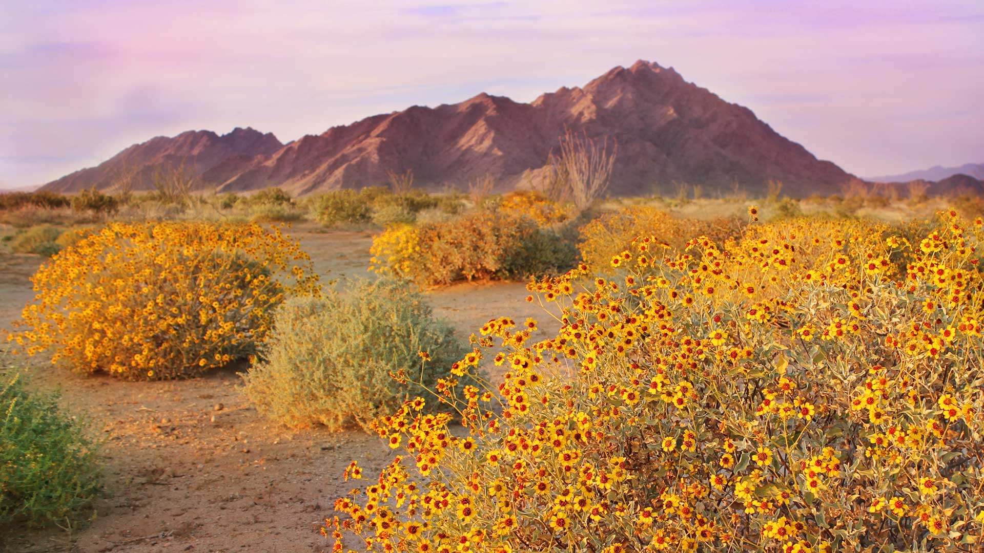 Bing Wallpaper (IN) 20240502 - Thursday, 2nd May, 2024