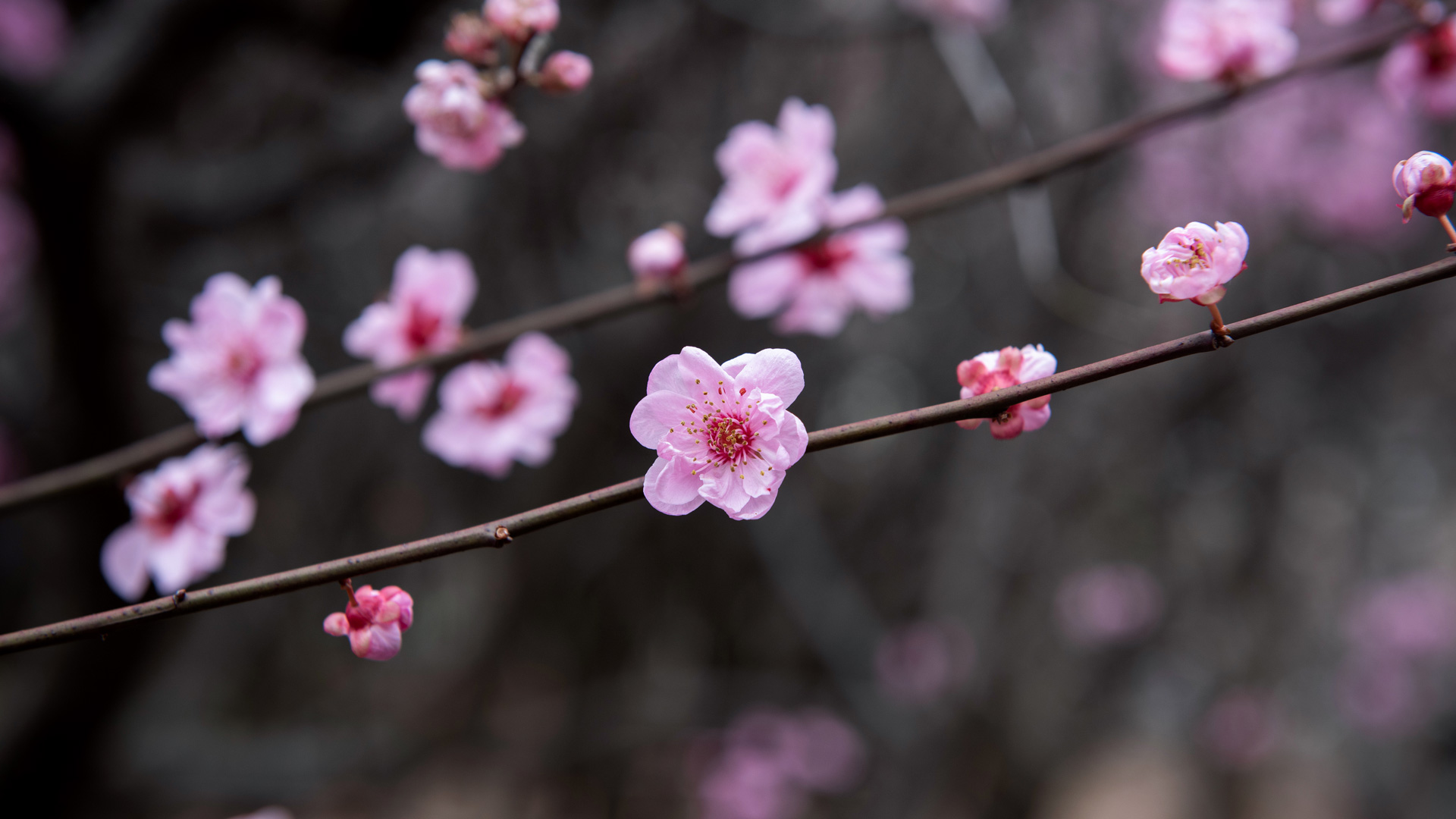 Bing Wallpaper (IN) 20250306 - Thursday, 6th March, 2025