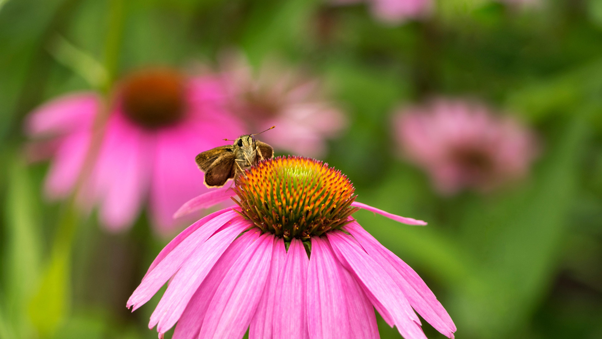 Bing Wallpaper (US) 20250602 - Monday, 2nd June, 2025
