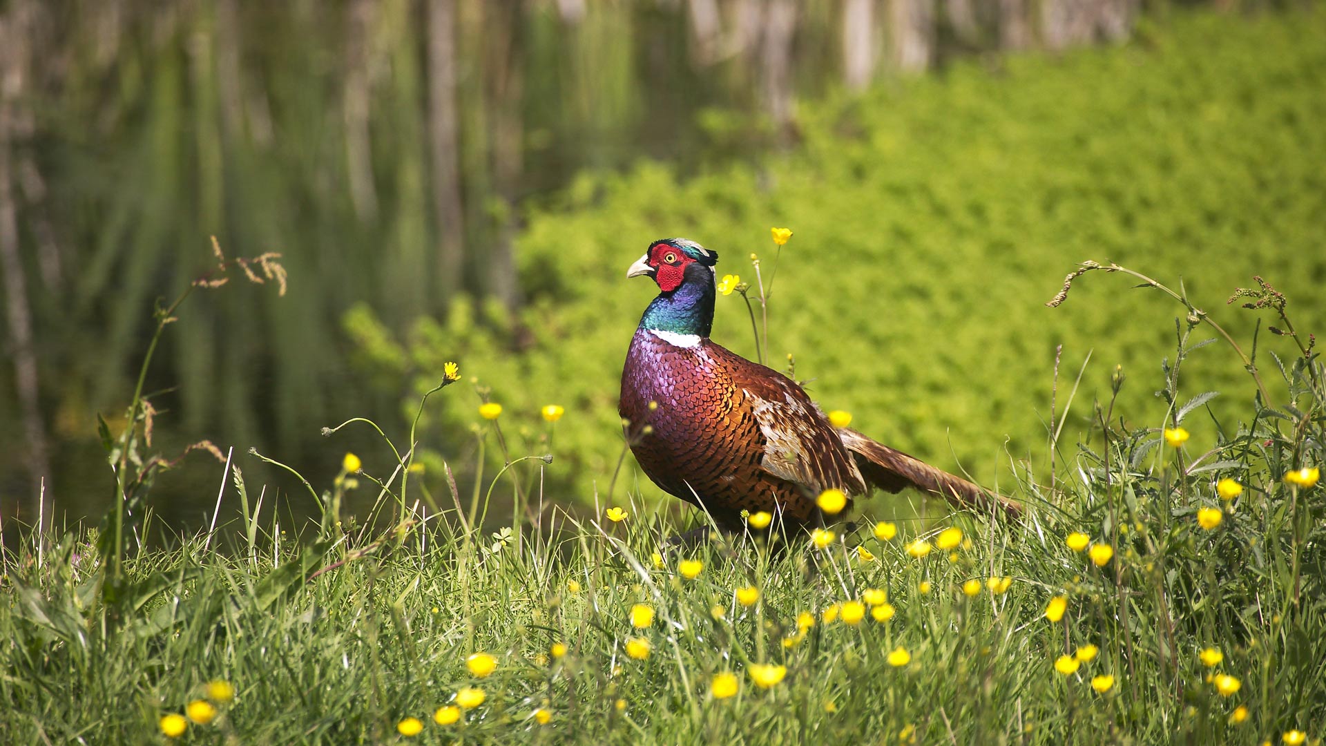Bing Wallpaper (AU) 20250606 - Friday, 6th June, 2025