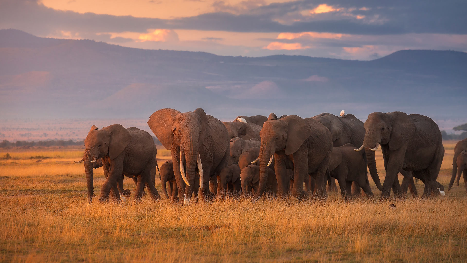 Bing Wallpaper (IN) 20250811 - Monday, 11th August, 2025