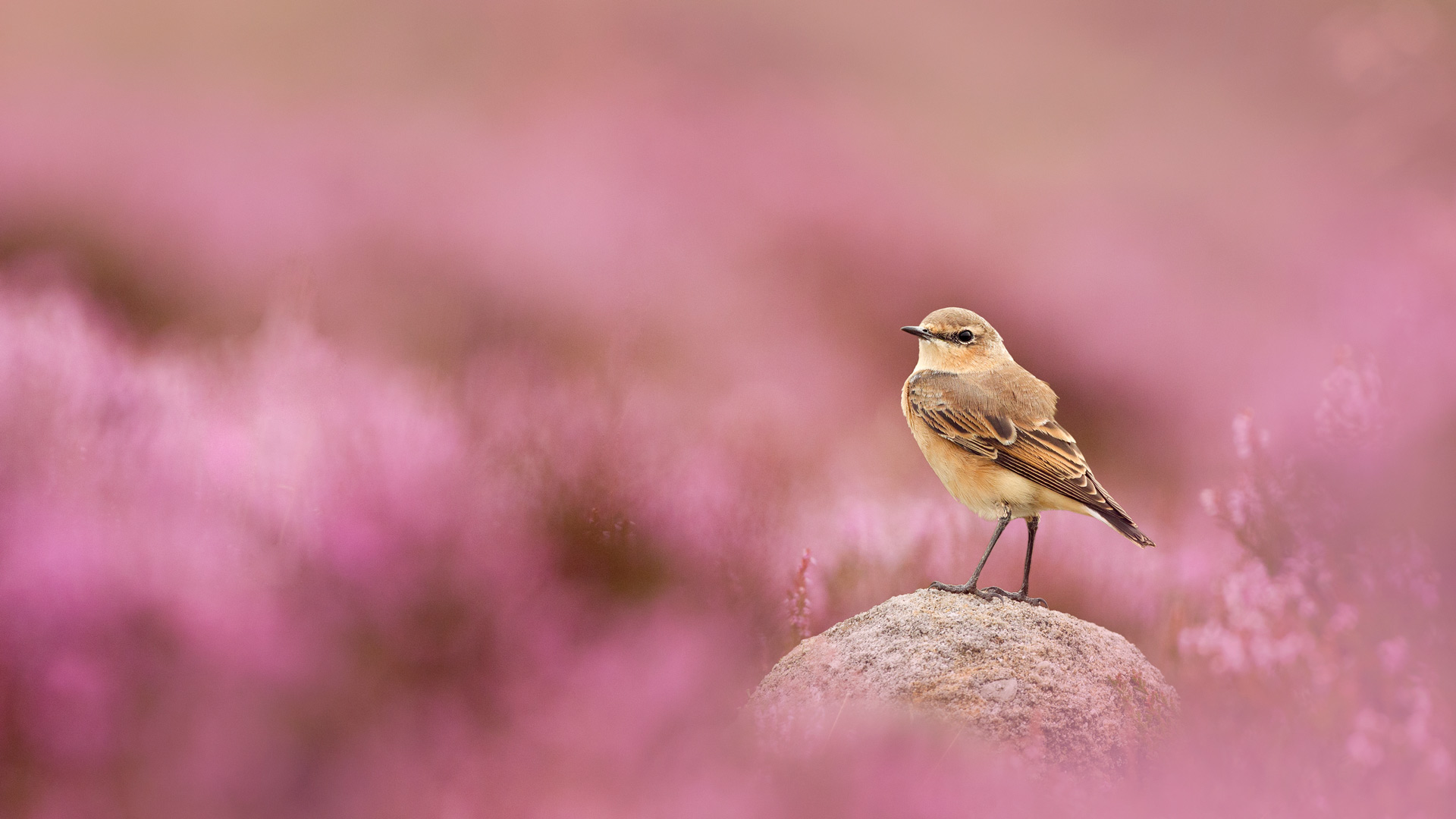 Bing Wallpaper (IN) 20250820 - Wednesday, 20th August, 2025