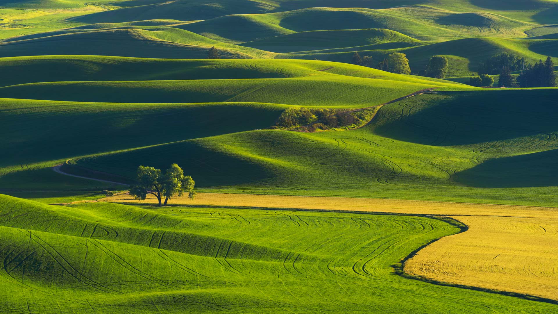 Bing Wallpaper (IN) 20250821 - Thursday, 21st August, 2025