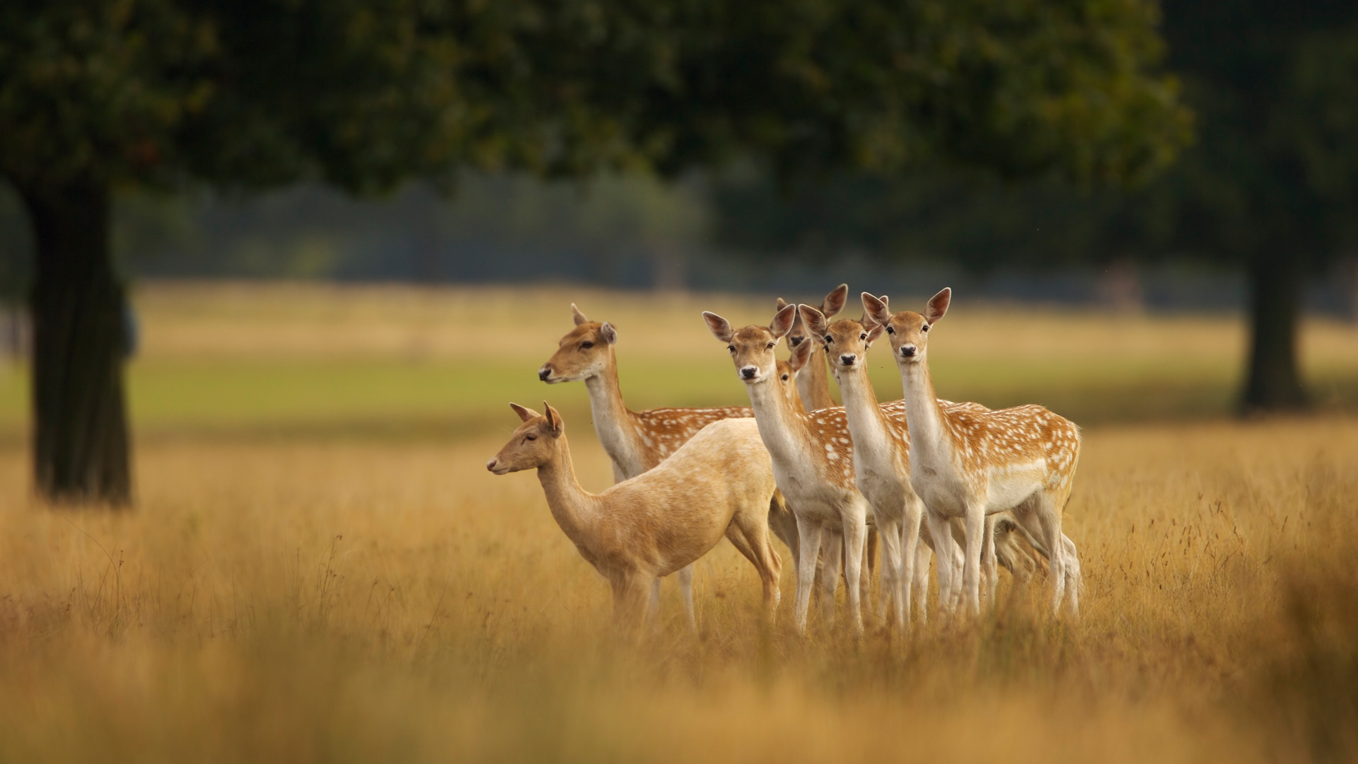Bing Wallpaper (IN) 20250823 - Saturday, 23rd August, 2025
