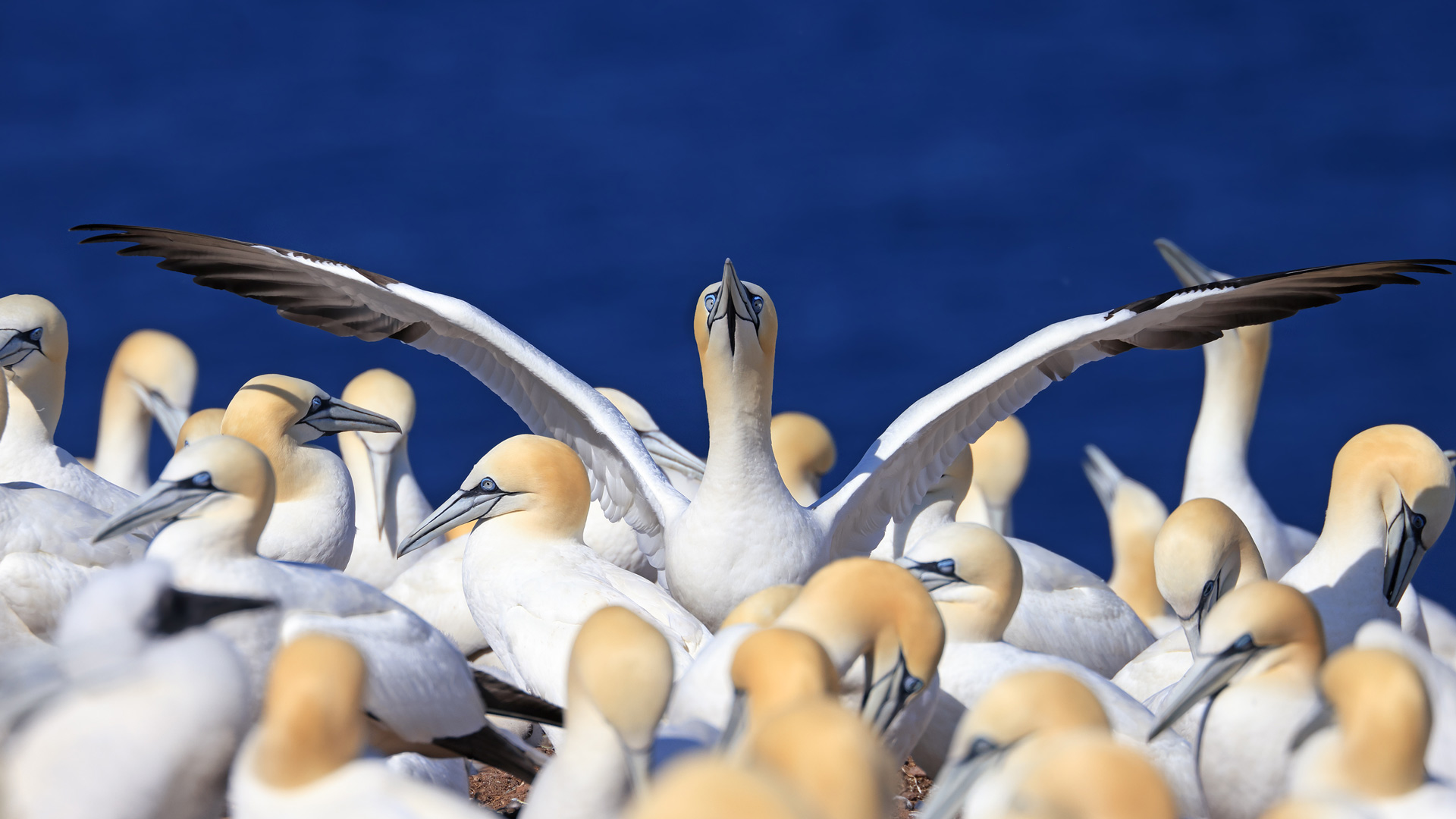 Bing Wallpaper (CA) 20250825 - Monday, 25th August, 2025