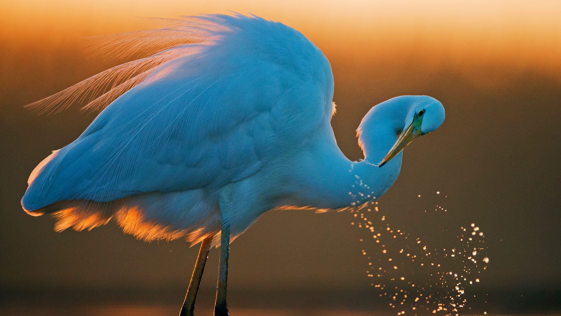 Bing Wallpaper (IN) 20250827 - Wednesday, 27th August, 2025