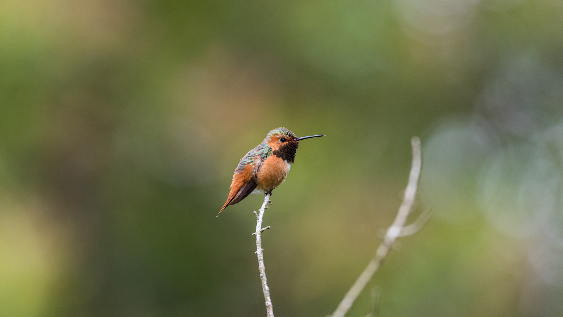 Bing Wallpaper (US) 20250906 - Saturday, 6th September, 2025