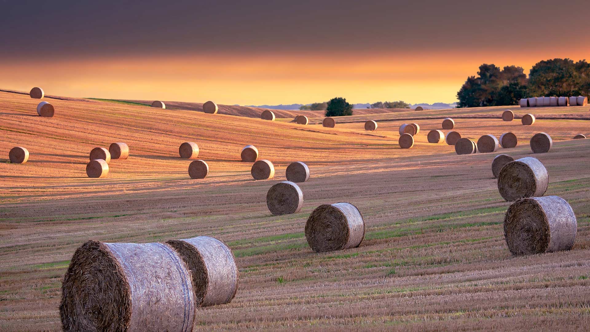 Bing Wallpaper (IN) 20250909 - Tuesday, 9th September, 2025