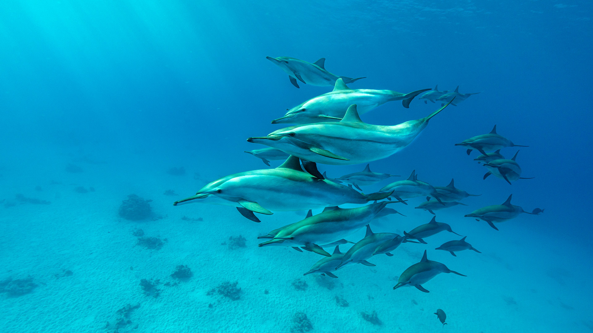 Bing Wallpaper (IN) 20250911 - Thursday, 11th September, 2025