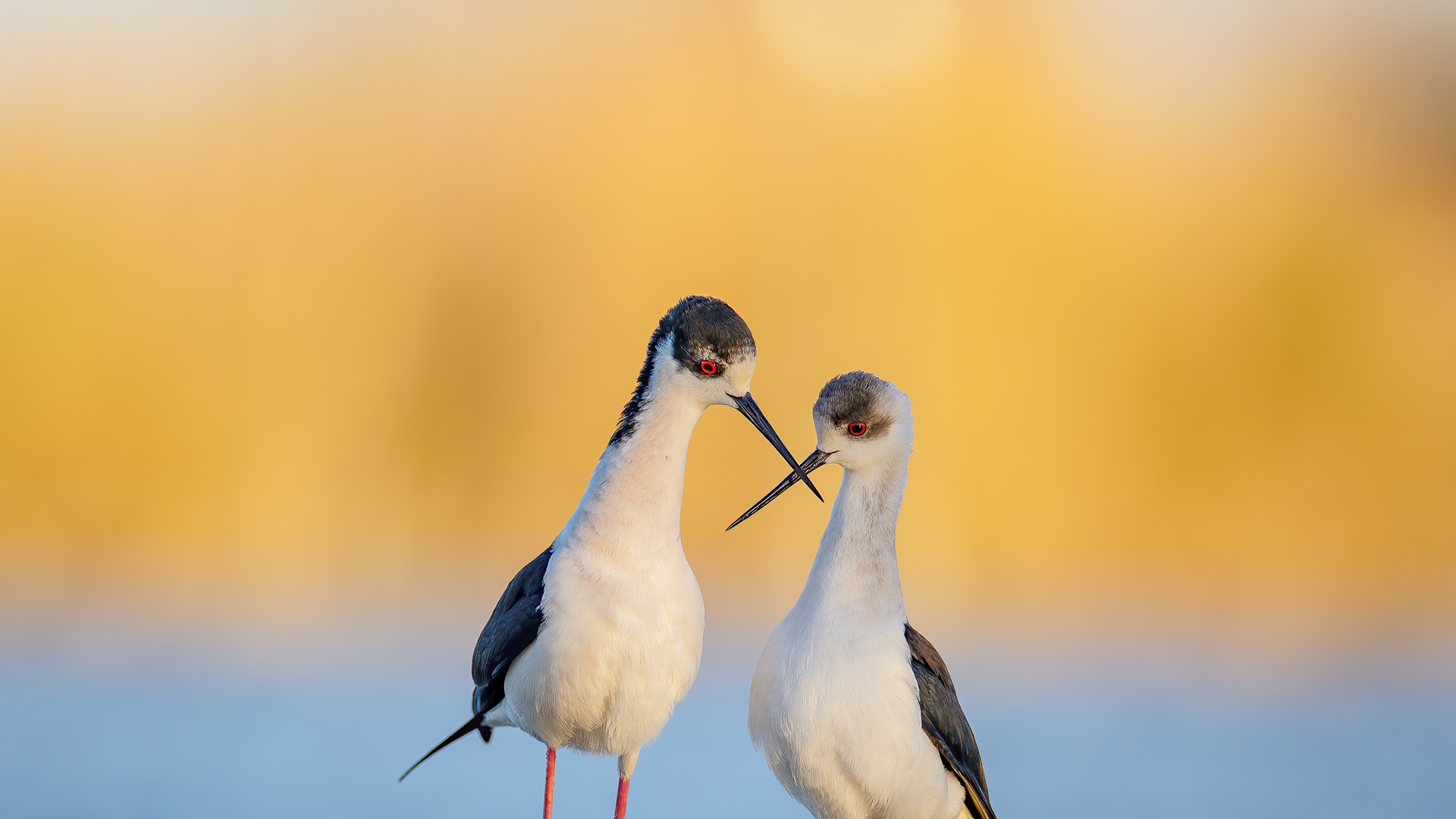 Bing Wallpaper (IN) 20250914 - Sunday, 14th September, 2025