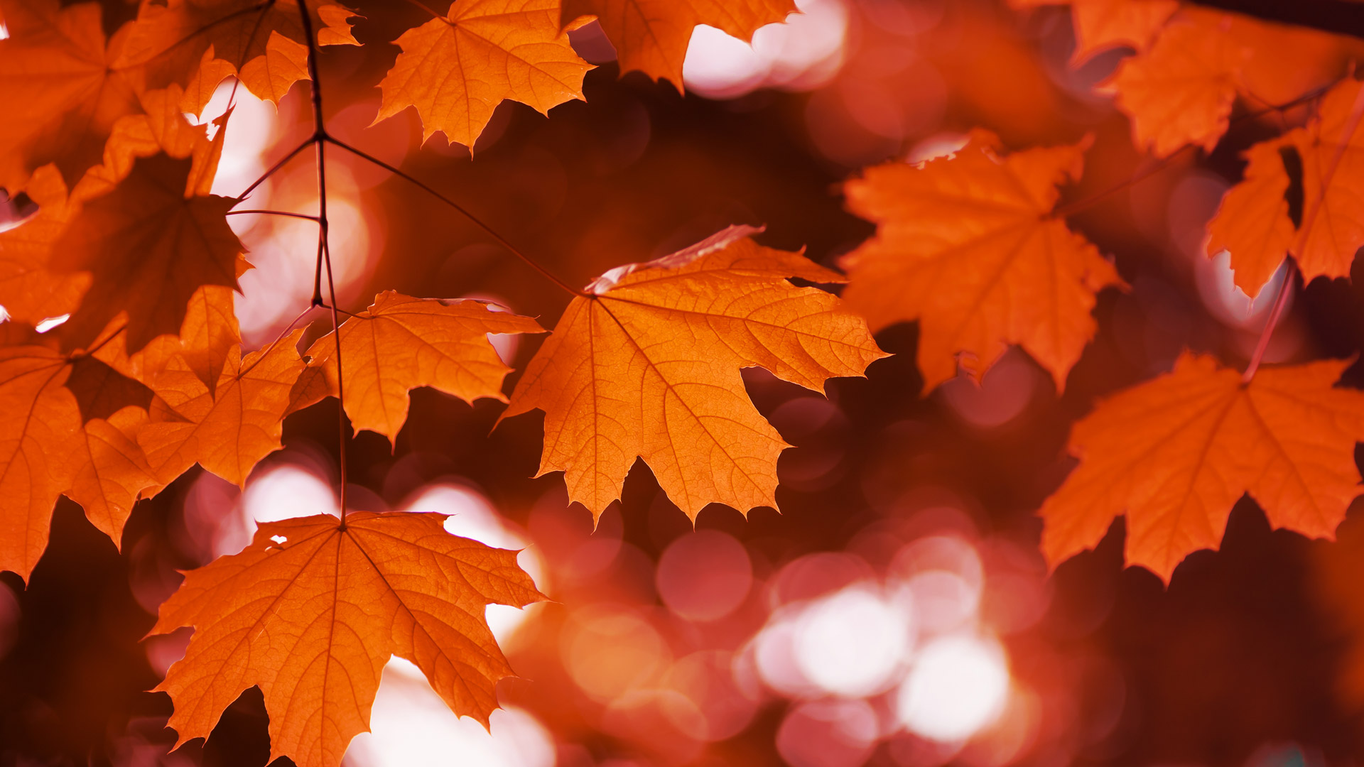 Bing Wallpaper (CA) 20250927 - Saturday, 27th September, 2025