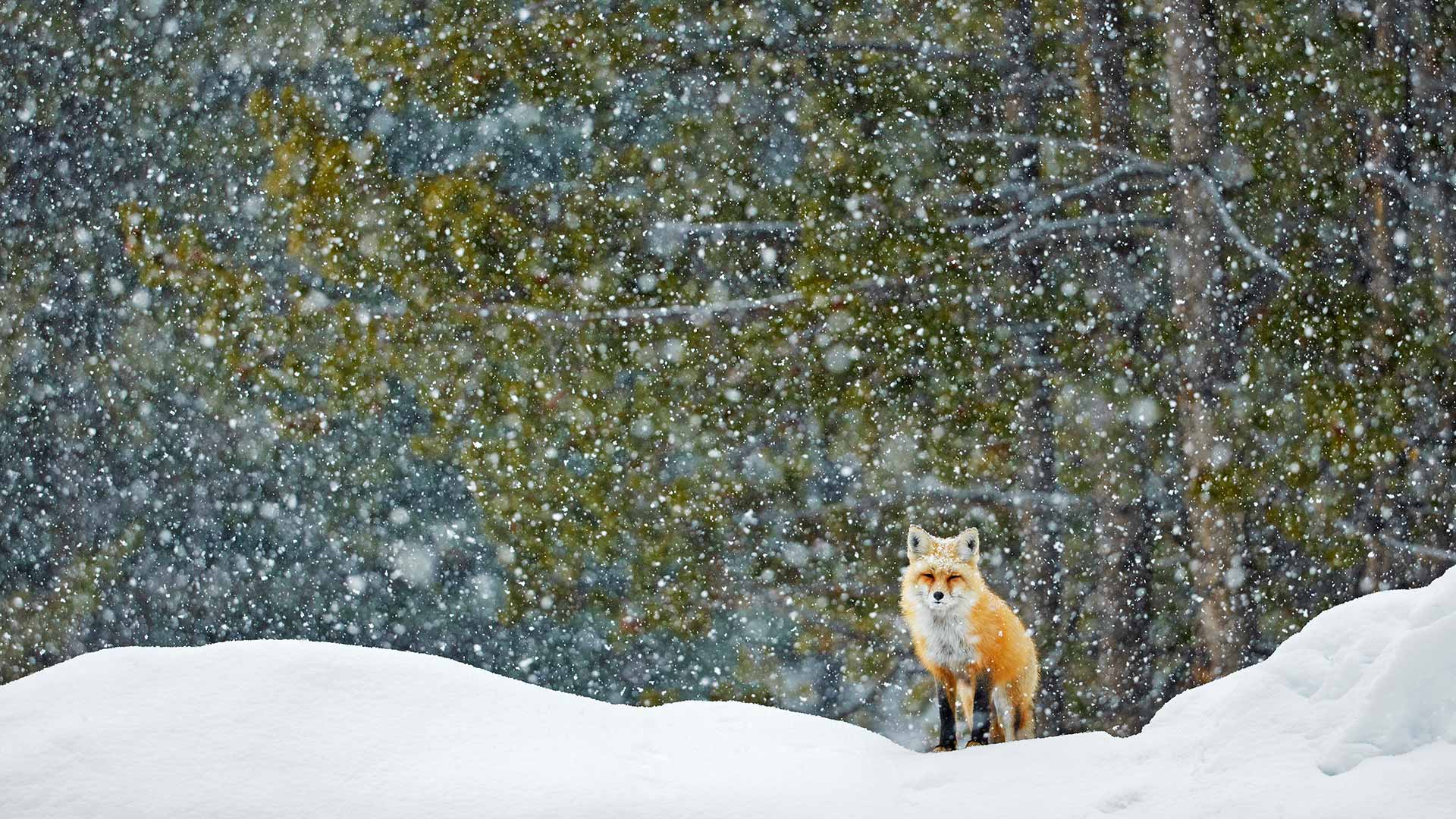 Red fox standing in snowfall, Grand Teton National Park, Wyoming, United States (© Radomir Jakubowski/naturepl.com)