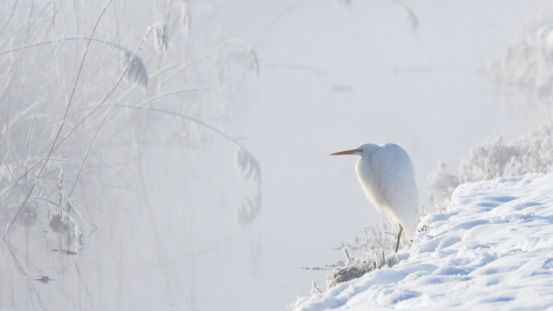 Great white egret, Upper Bavaria, Germany (© Konrad Wothe/naturepl.com)