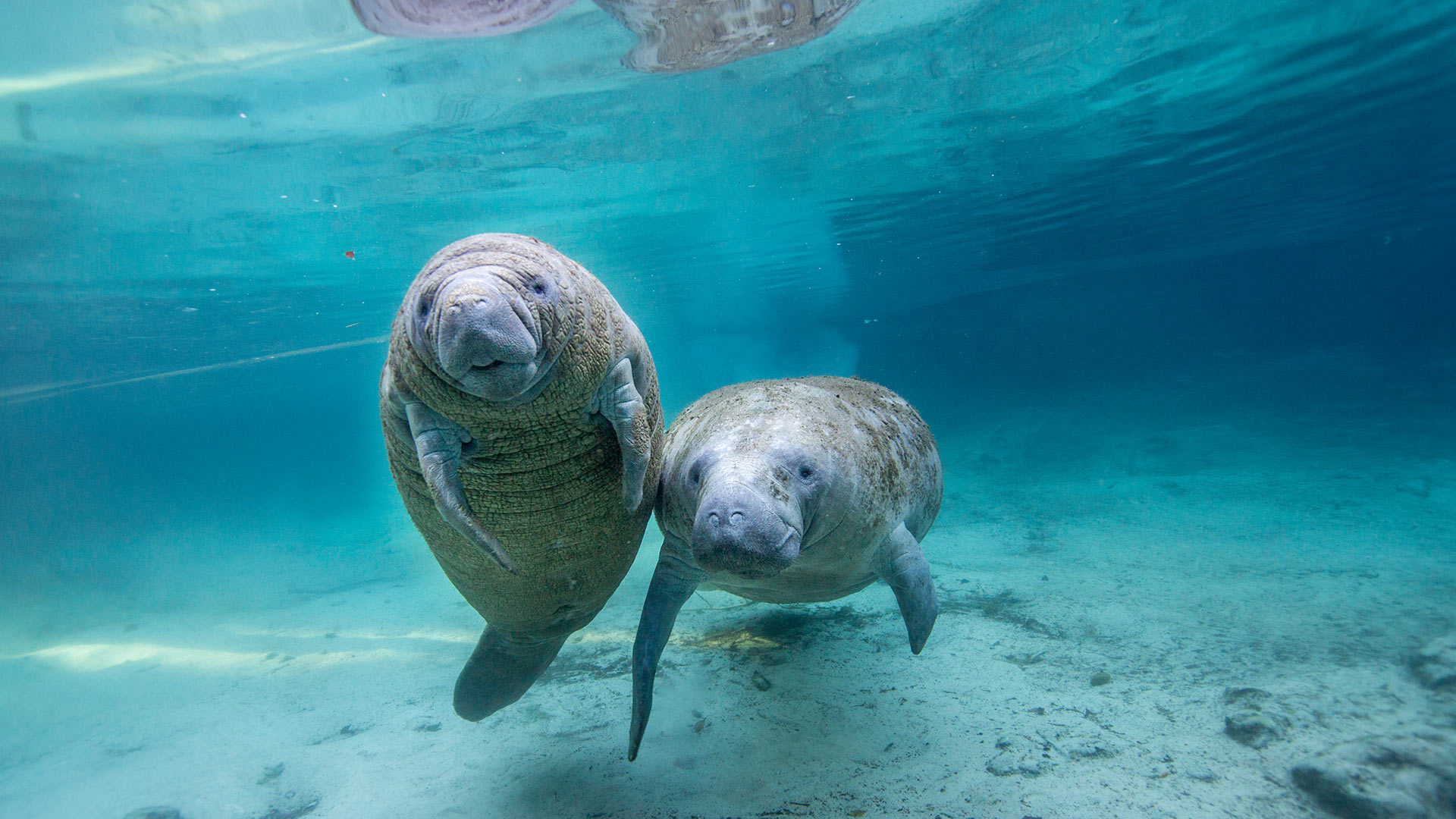 Bing Wallpaper (IN) 20260324 - Tuesday, 24th March, 2026