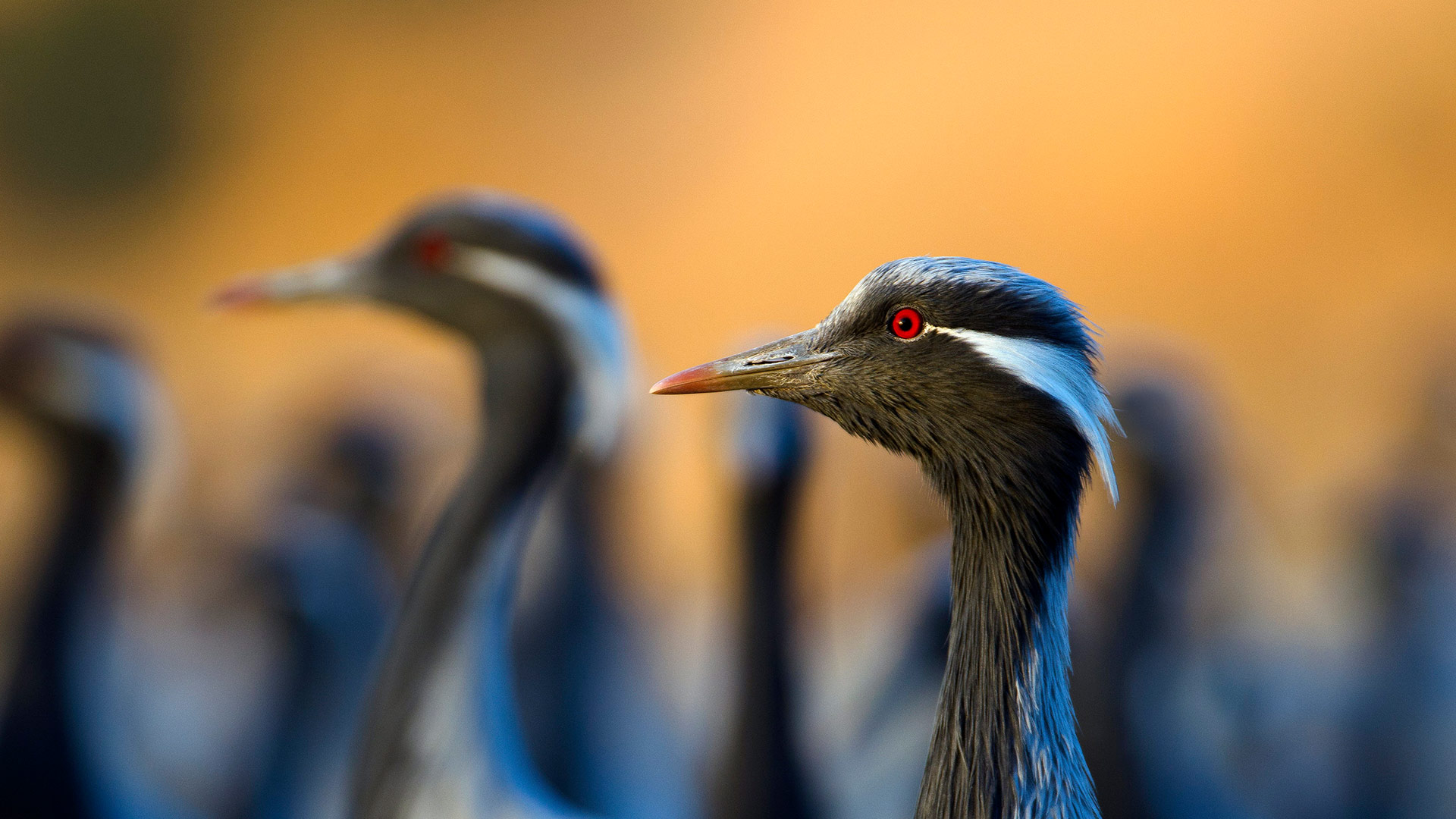 Bing Wallpaper (IN) 20260329 - Sunday, 29th March, 2026