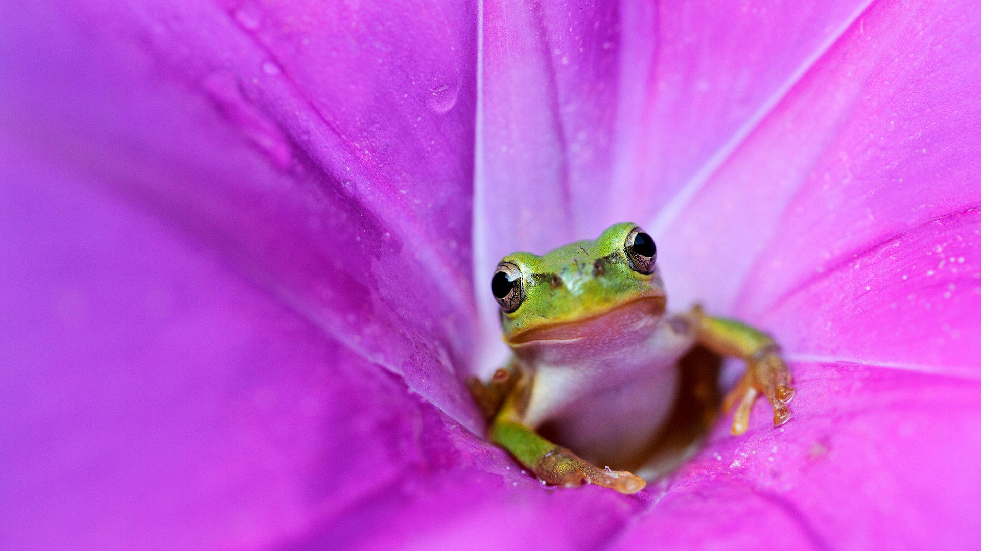 Bing Wallpaper (US) 20260401 - Wednesday, 1st April, 2026