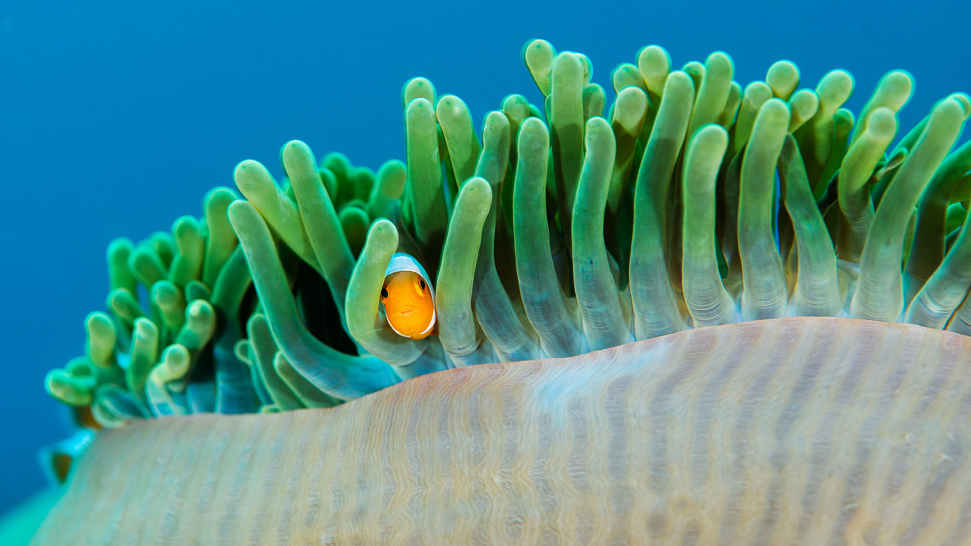 Bing Wallpaper (IN) 20260406 - Monday, 6th April, 2026