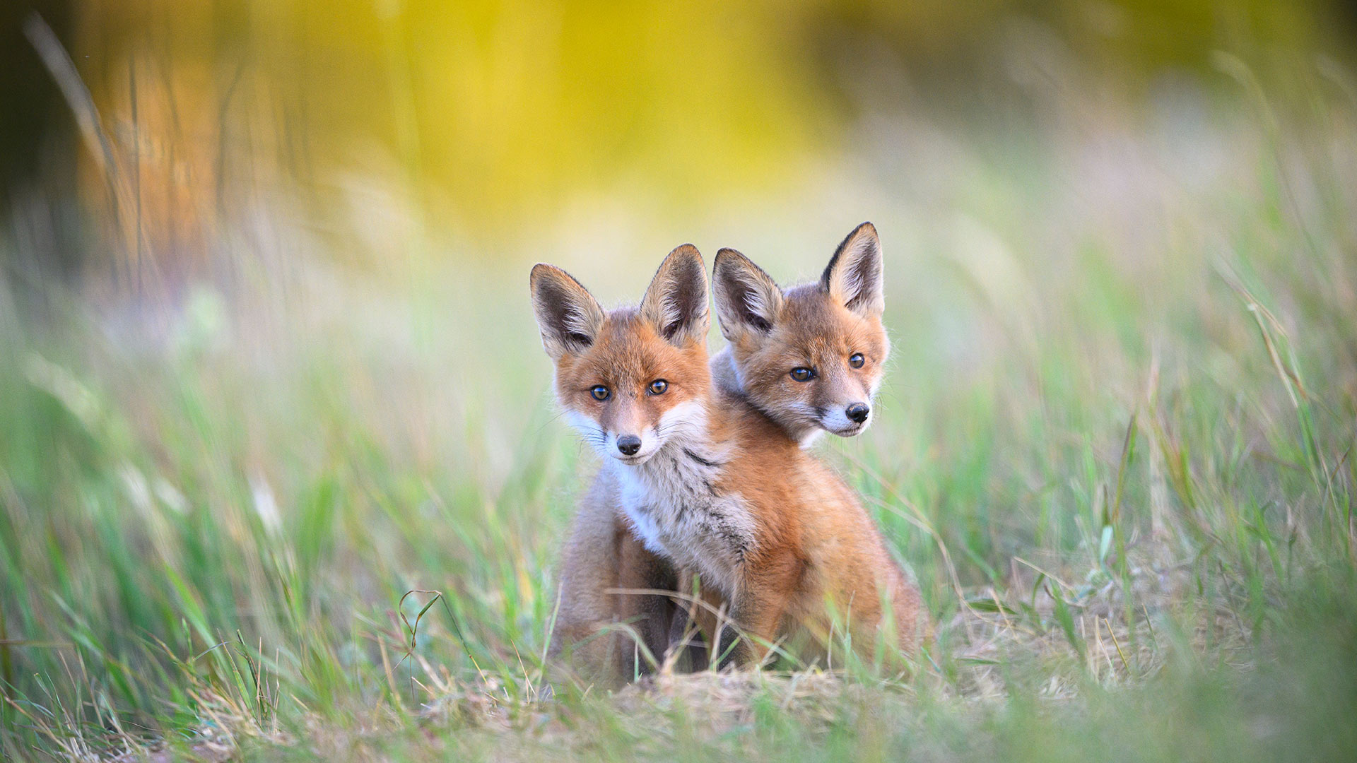 Bing Wallpaper (IN) 20260409 - Thursday, 9th April, 2026