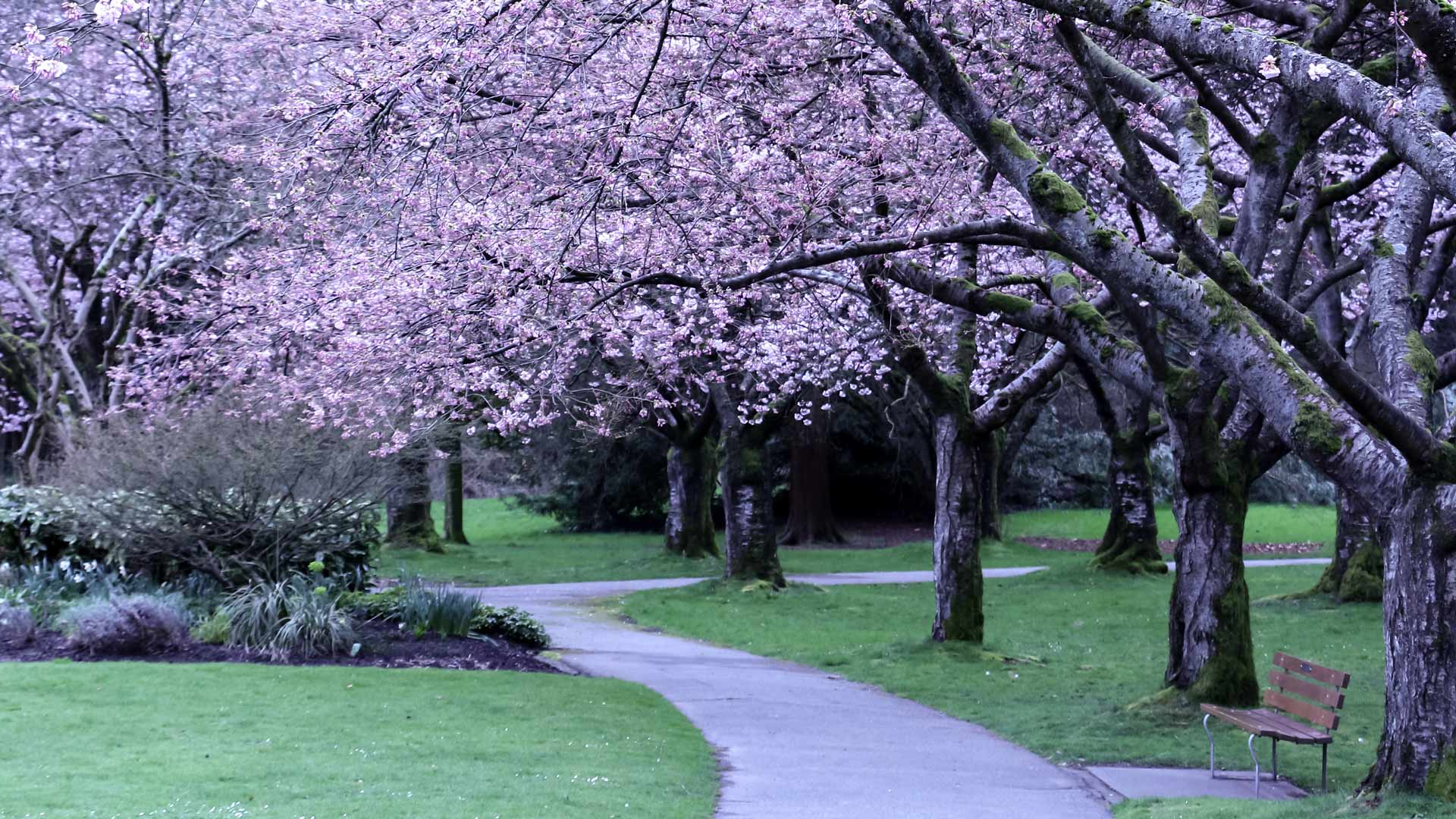 Bing Wallpaper (CA) 20260411 - Saturday, 11th April, 2026