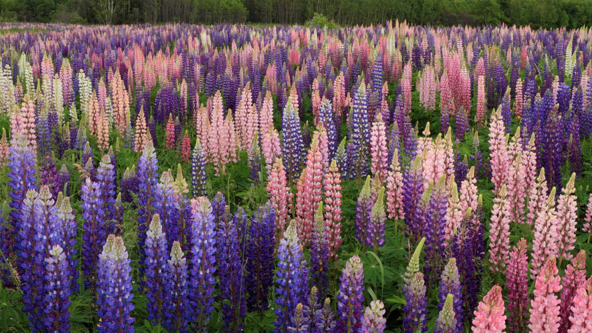 Bing Wallpaper (CA) 20260416 - Thursday, 16th April, 2026