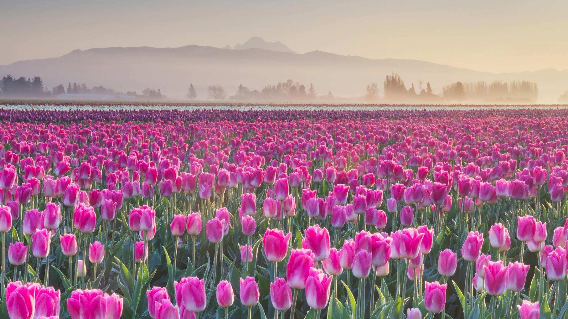 Bing Wallpaper (US) 20260416 - Thursday, 16th April, 2026