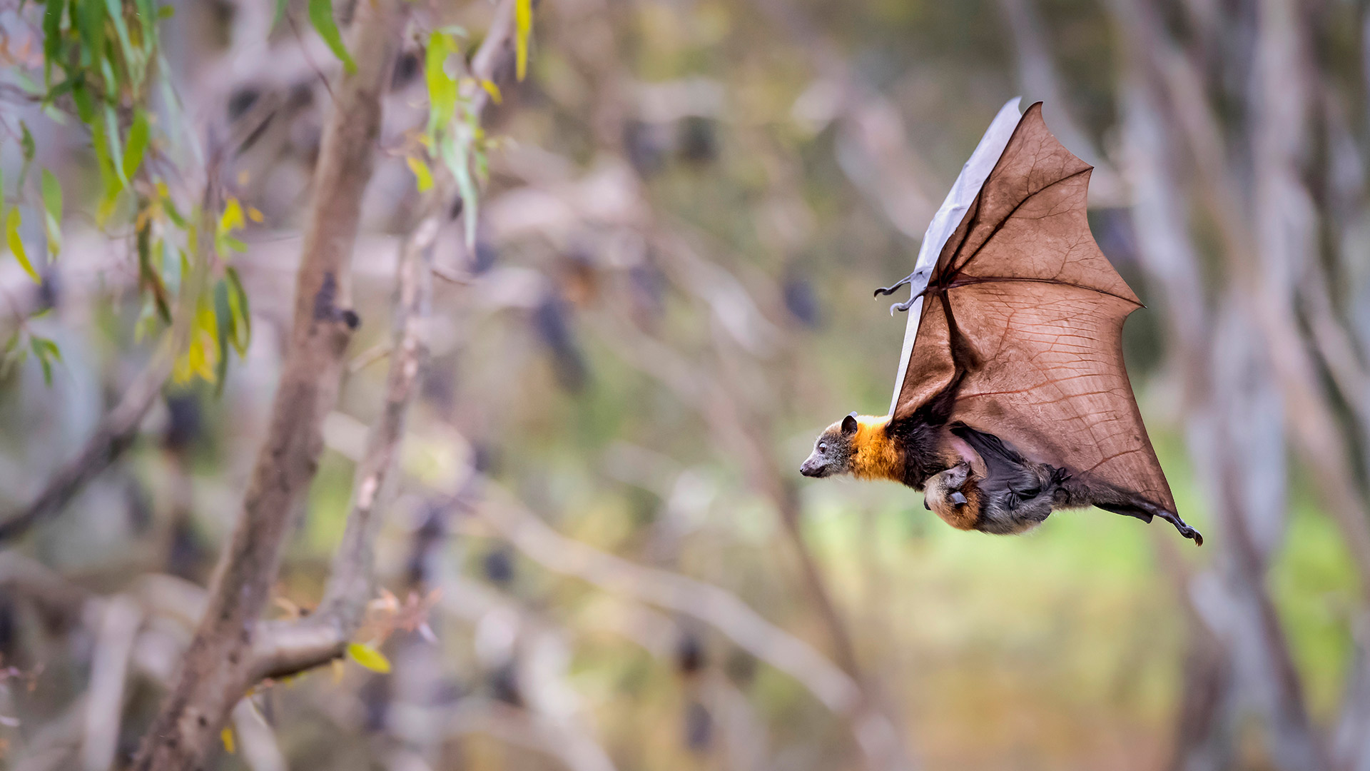 Bing Wallpaper (IN) 20260416 - Thursday, 16th April, 2026