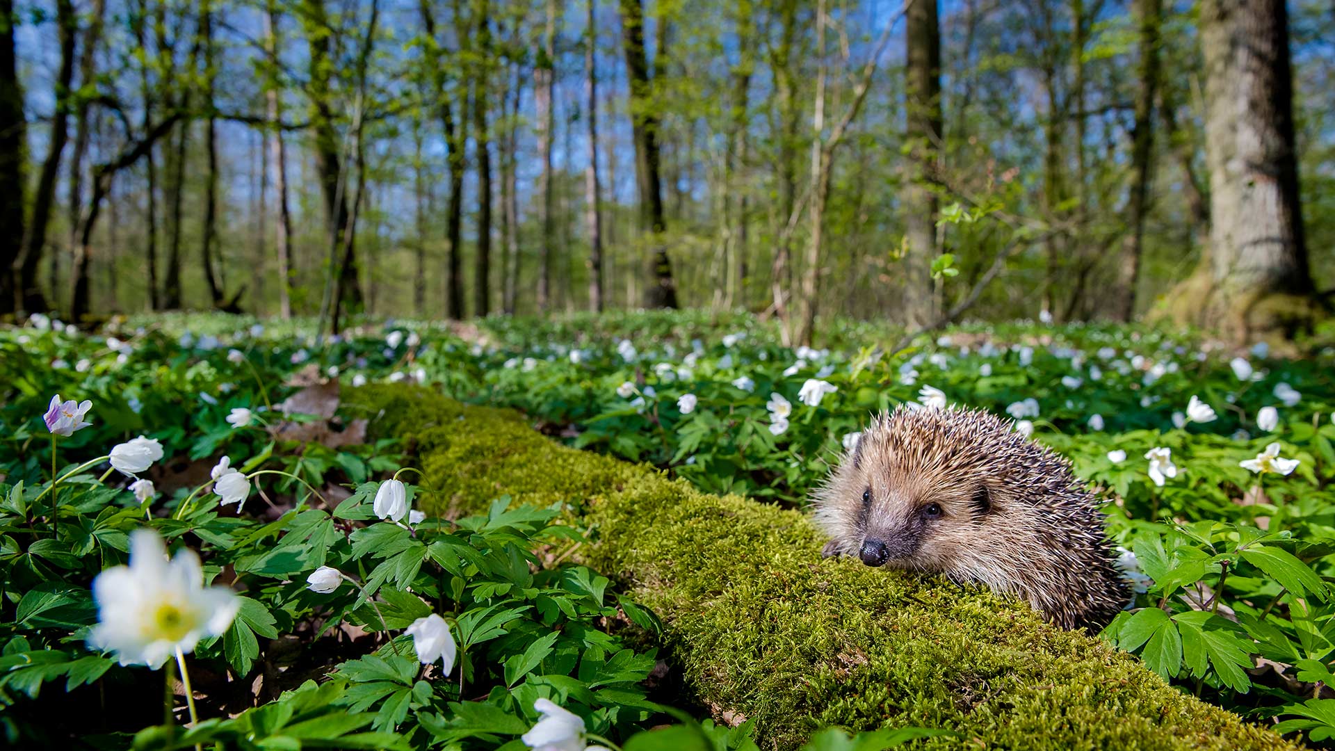 Bing Wallpaper (IN) 20260420 - Monday, 20th April, 2026