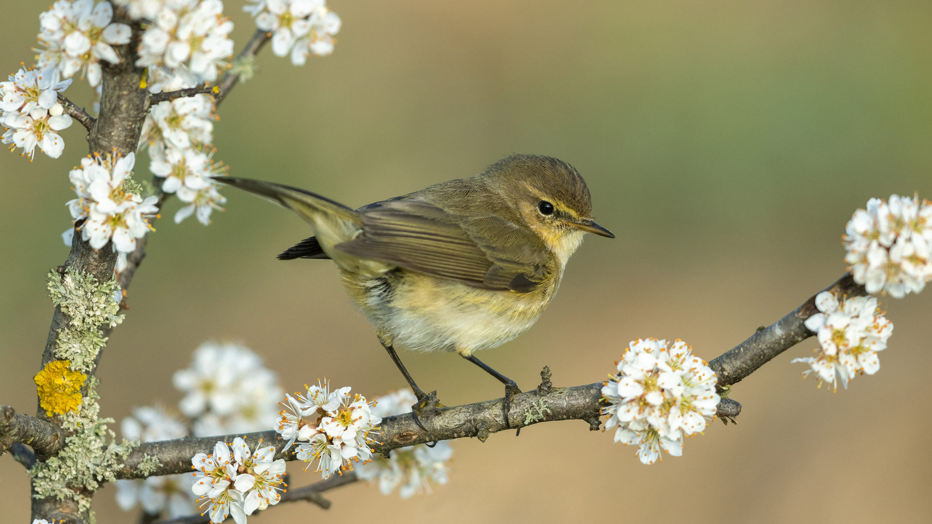 Bing Wallpaper (AU) 20260423 - Thursday, 23rd April, 2026