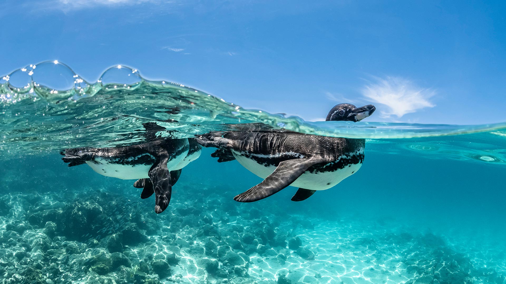 Bing Wallpaper (IN) 20260424 - Friday, 24th April, 2026