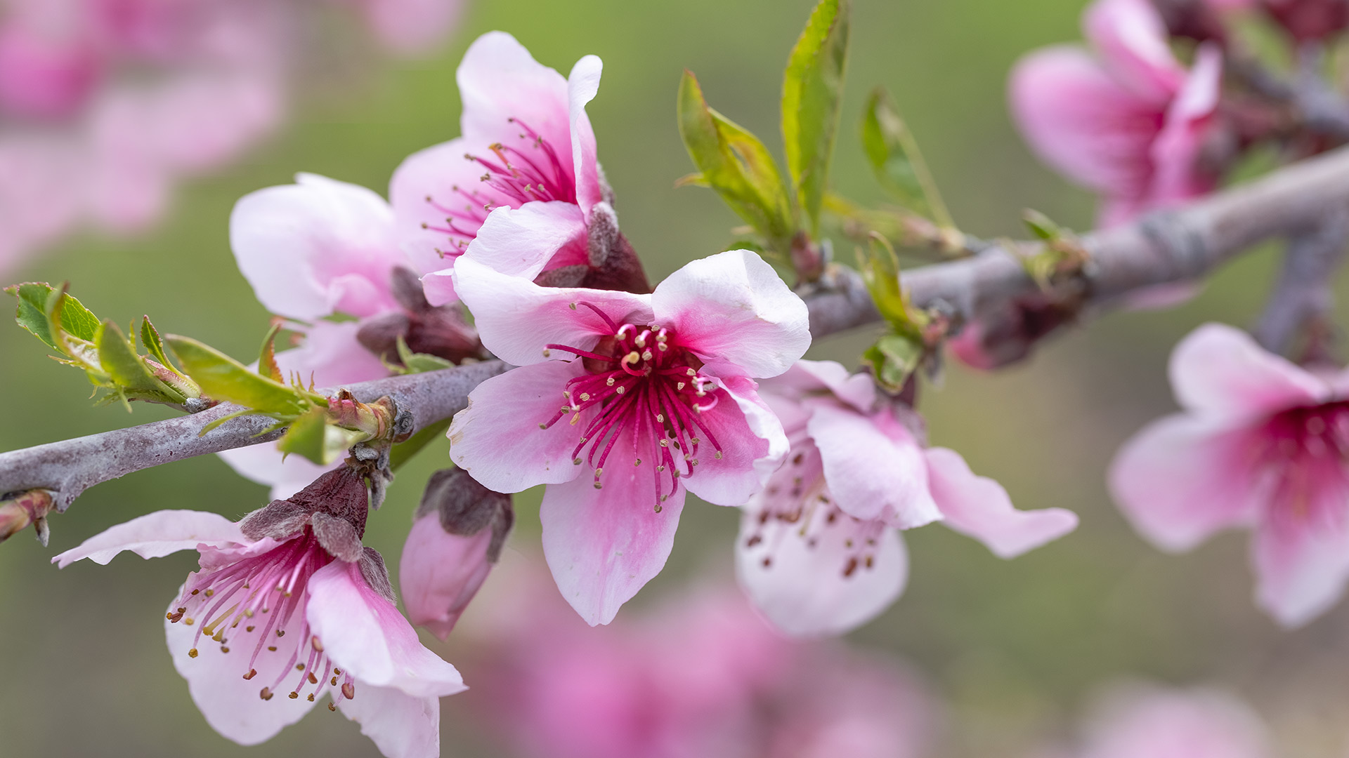 Bing Wallpaper (IN) 20260425 - Saturday, 25th April, 2026