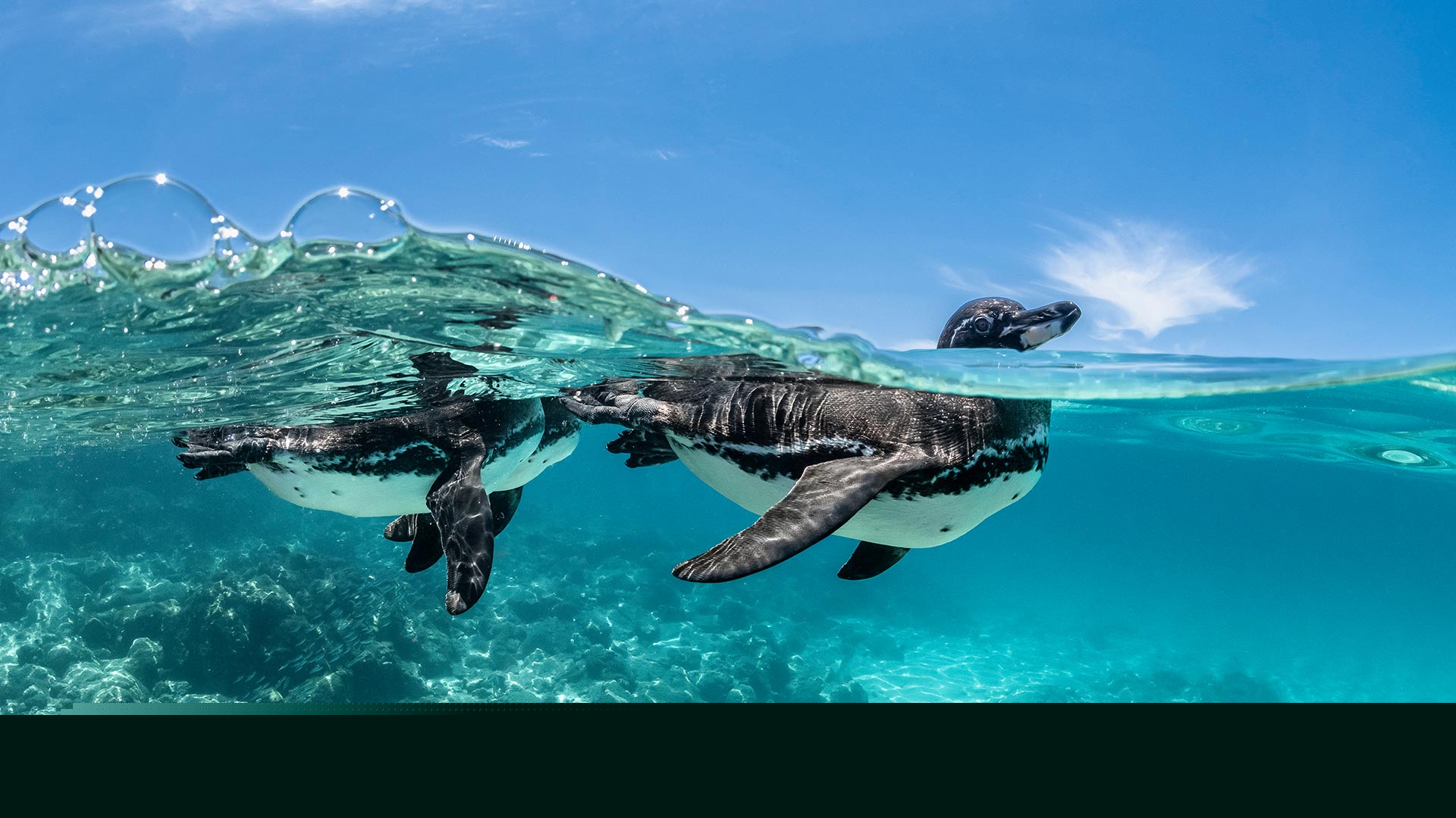 Bing Wallpaper (IN) 20260424 - Friday, 24th April, 2026