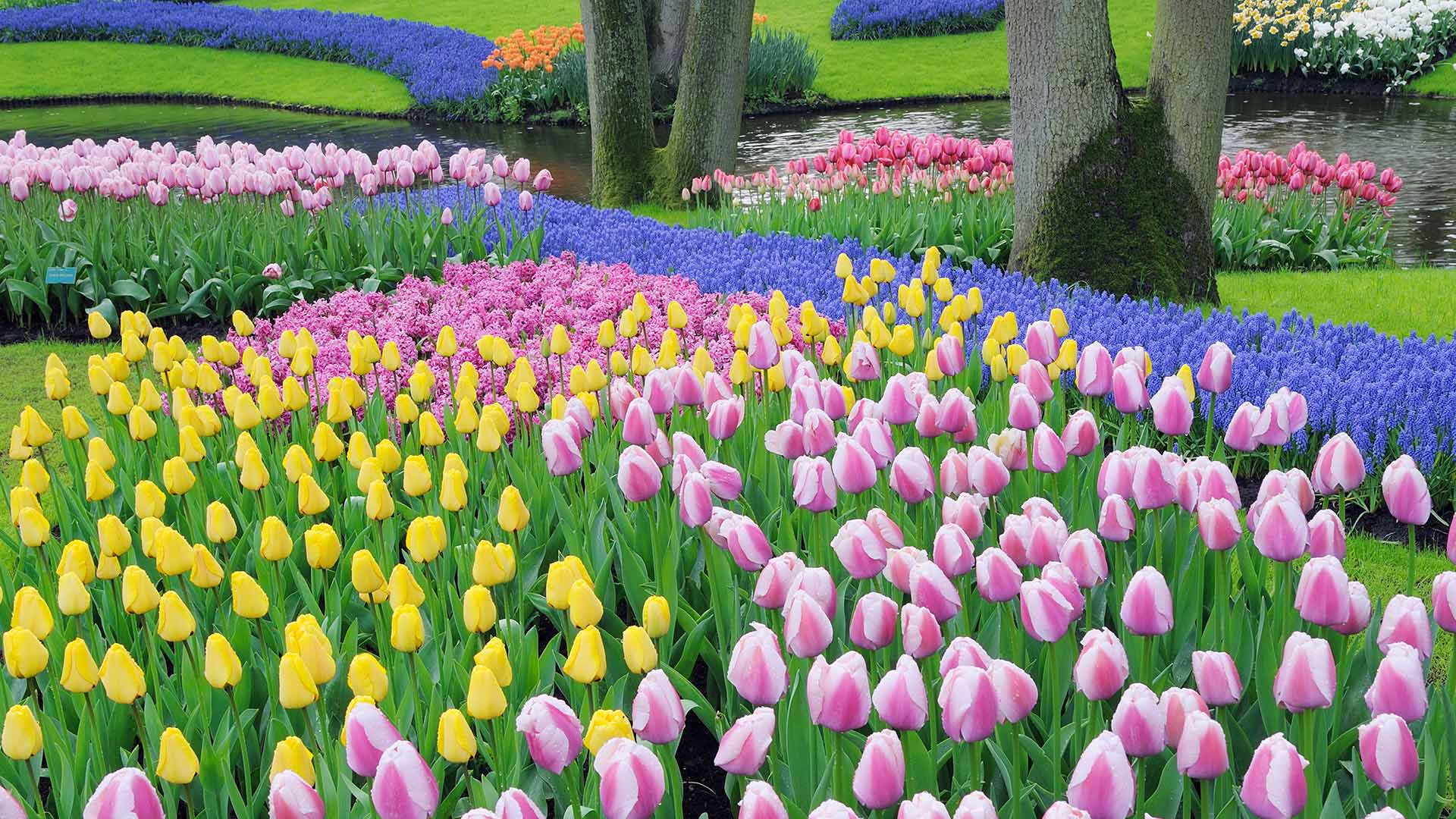 Bing Wallpaper (IN) 20260429 - Wednesday, 29th April, 2026