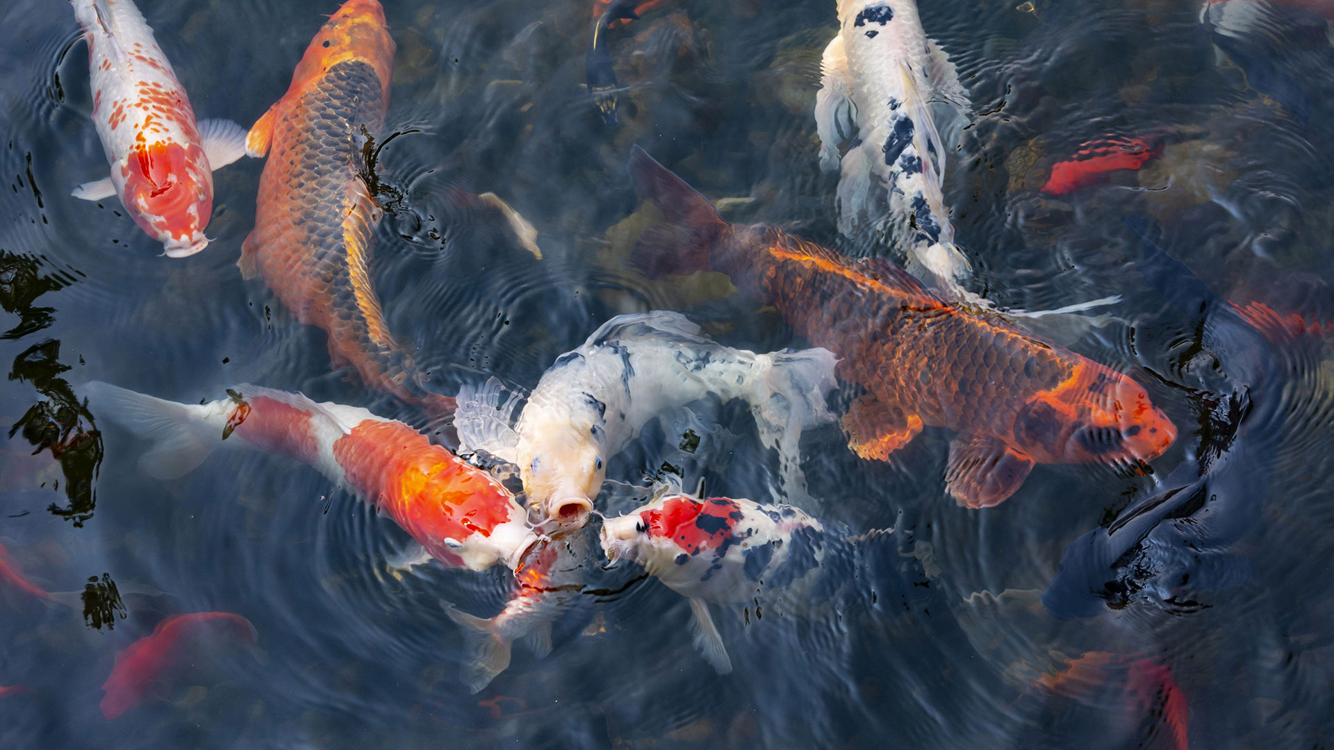 Bing Wallpaper (US) 20260501 - Friday, 1st May, 2026