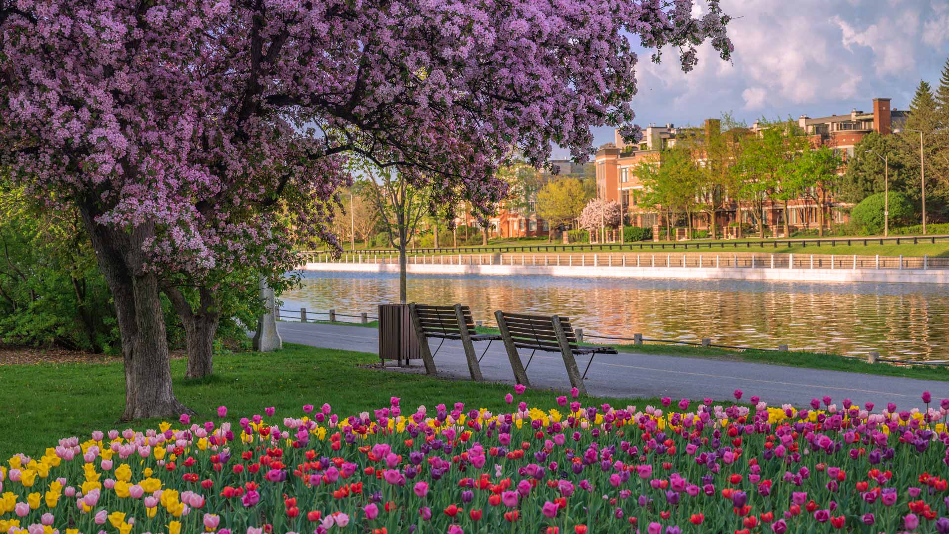 Bing Wallpaper (CA) 20260508 - Friday, 8th May, 2026