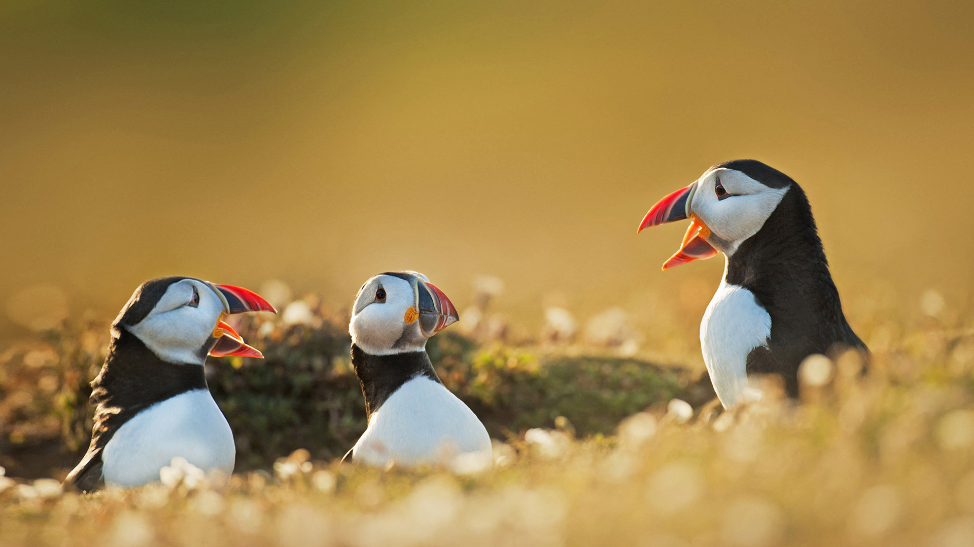 Bing Wallpaper (IN) 20260511 - Monday, 11th May, 2026